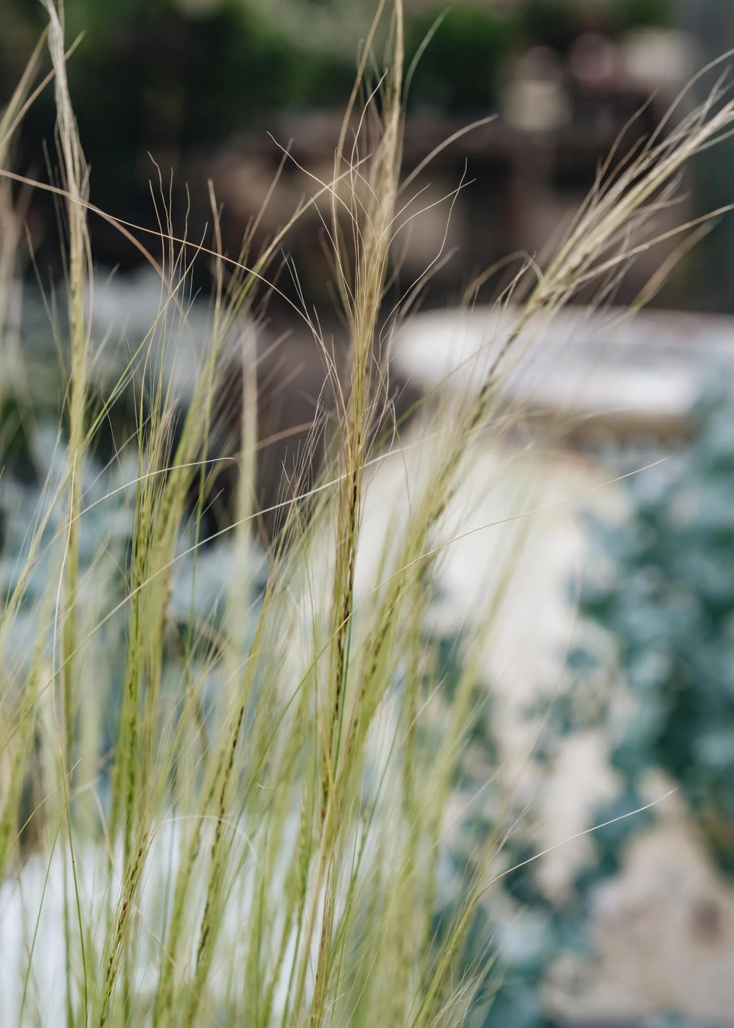 Stipa tenuissima, 3L - Image 2