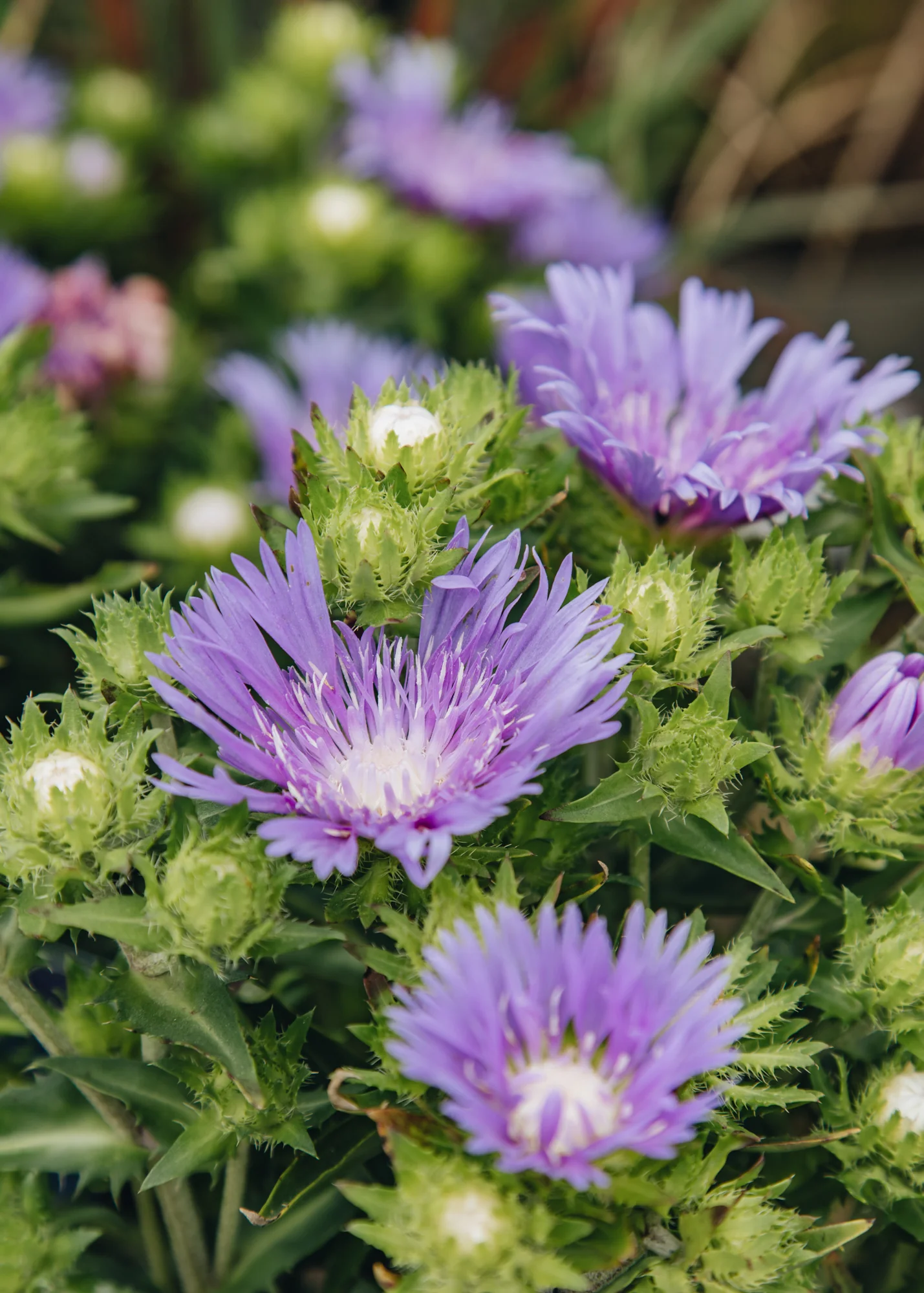 Stokesia laevis 'Mel's Blue', 2/3L - Image 2