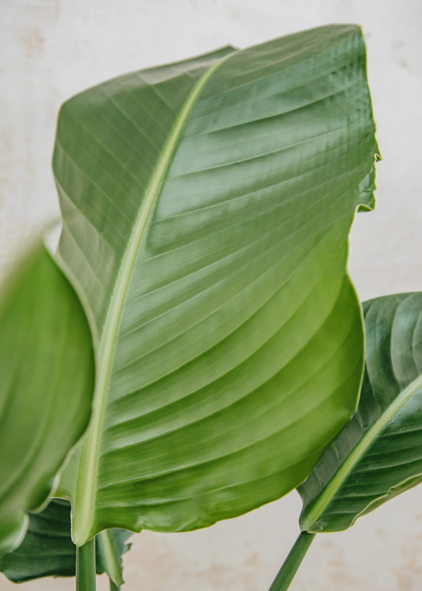 Strelitzia Nicolai, 19cm - Image 3