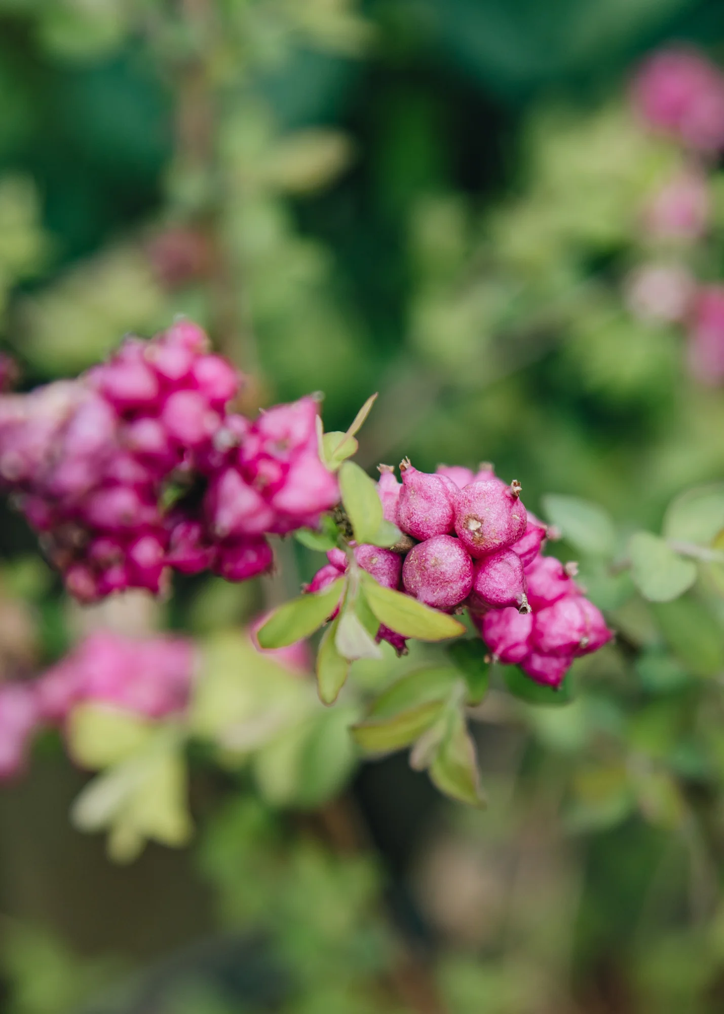 Symphoricarpos x doorenbosii 'Little Berry', 7.5L - Image 2