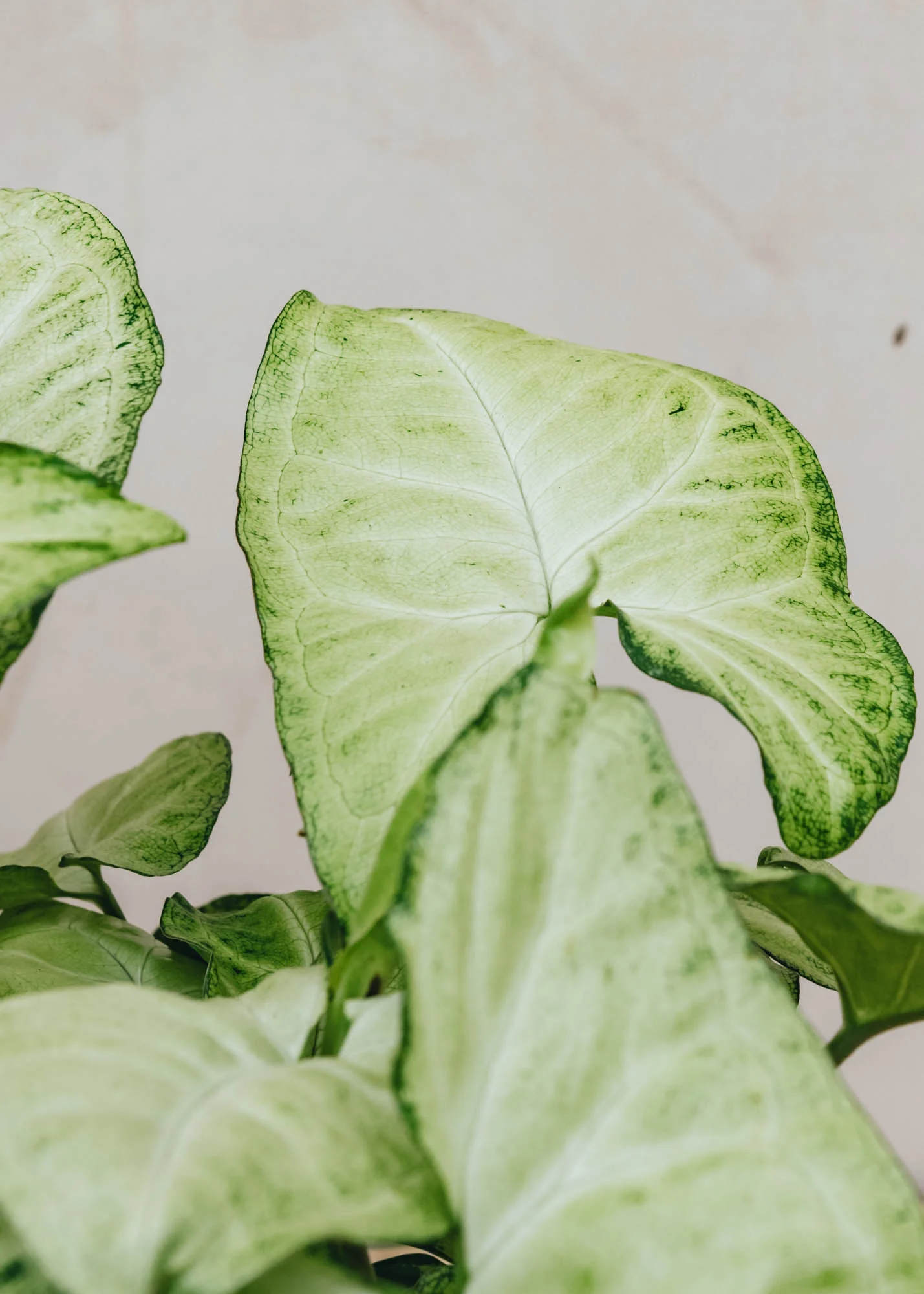 Syngonium White Butterfly - Image 2