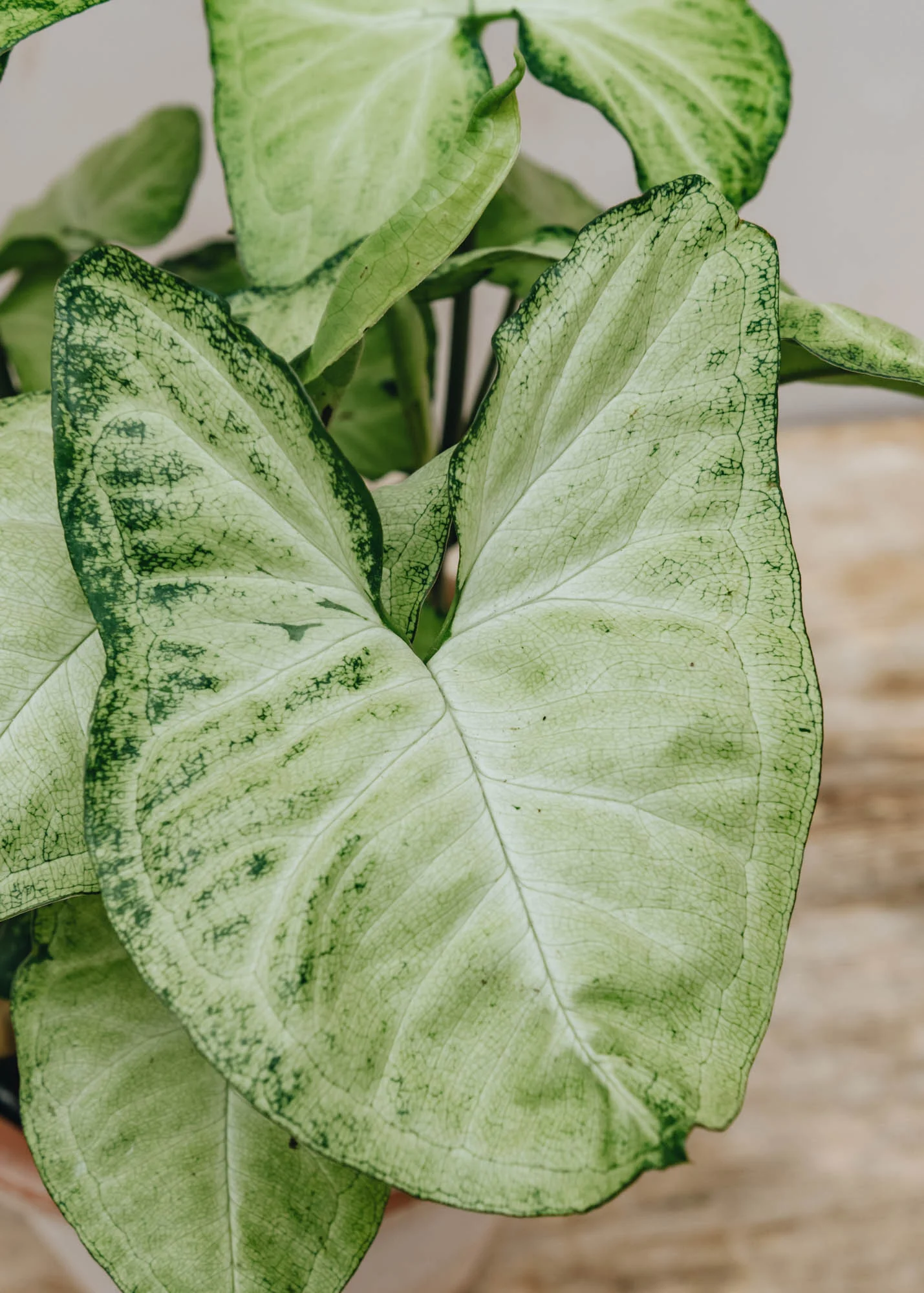 Syngonium White Butterfly - Image 3