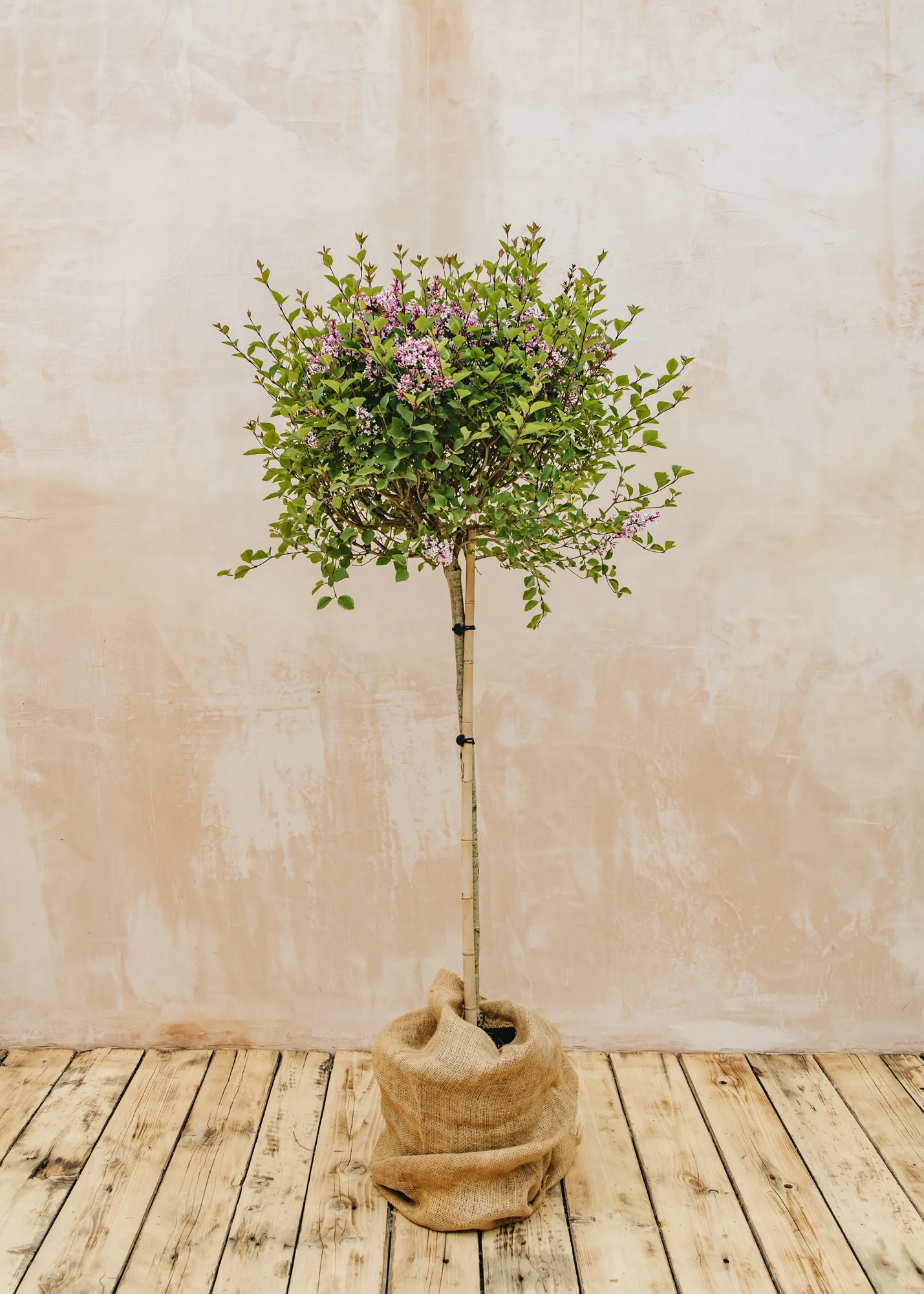 Syringa meyeri ‘Flowerfesta Purple’ Standard, 15L