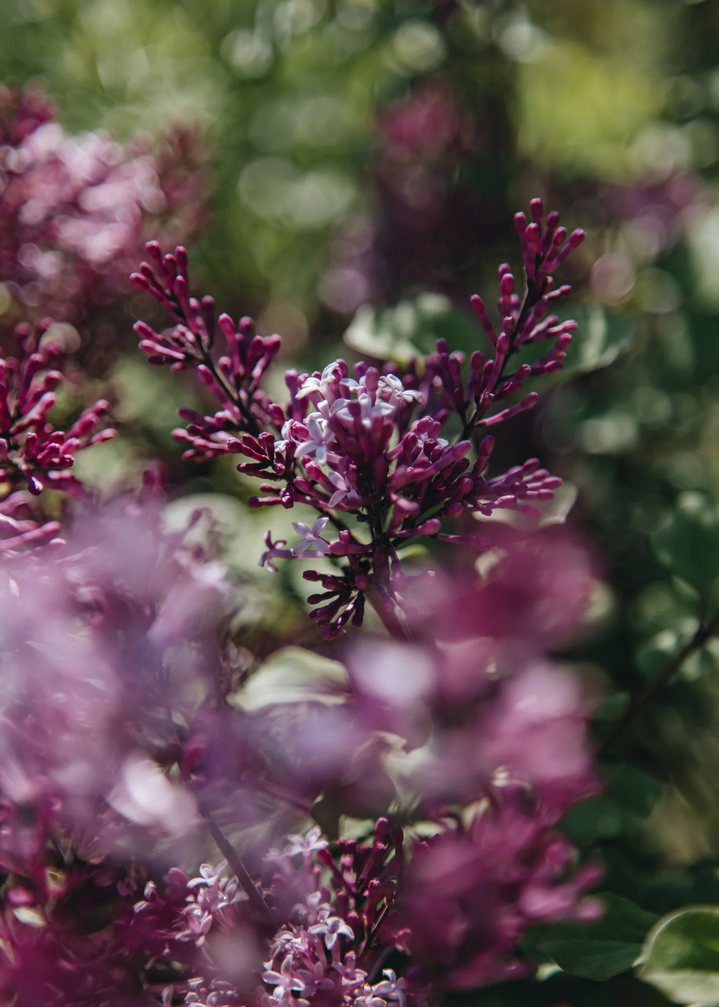 Syringa Red Pixie, 2L