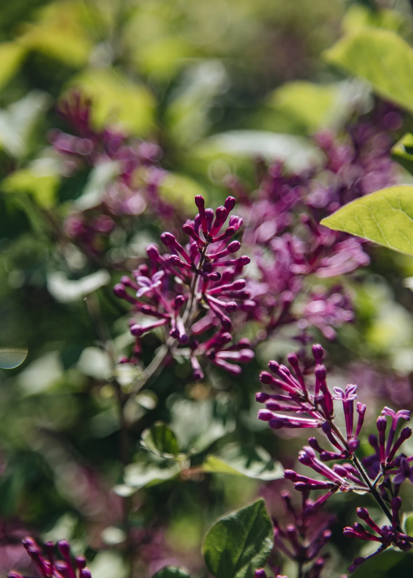 Syringa Red Pixie, 2L - Image 2