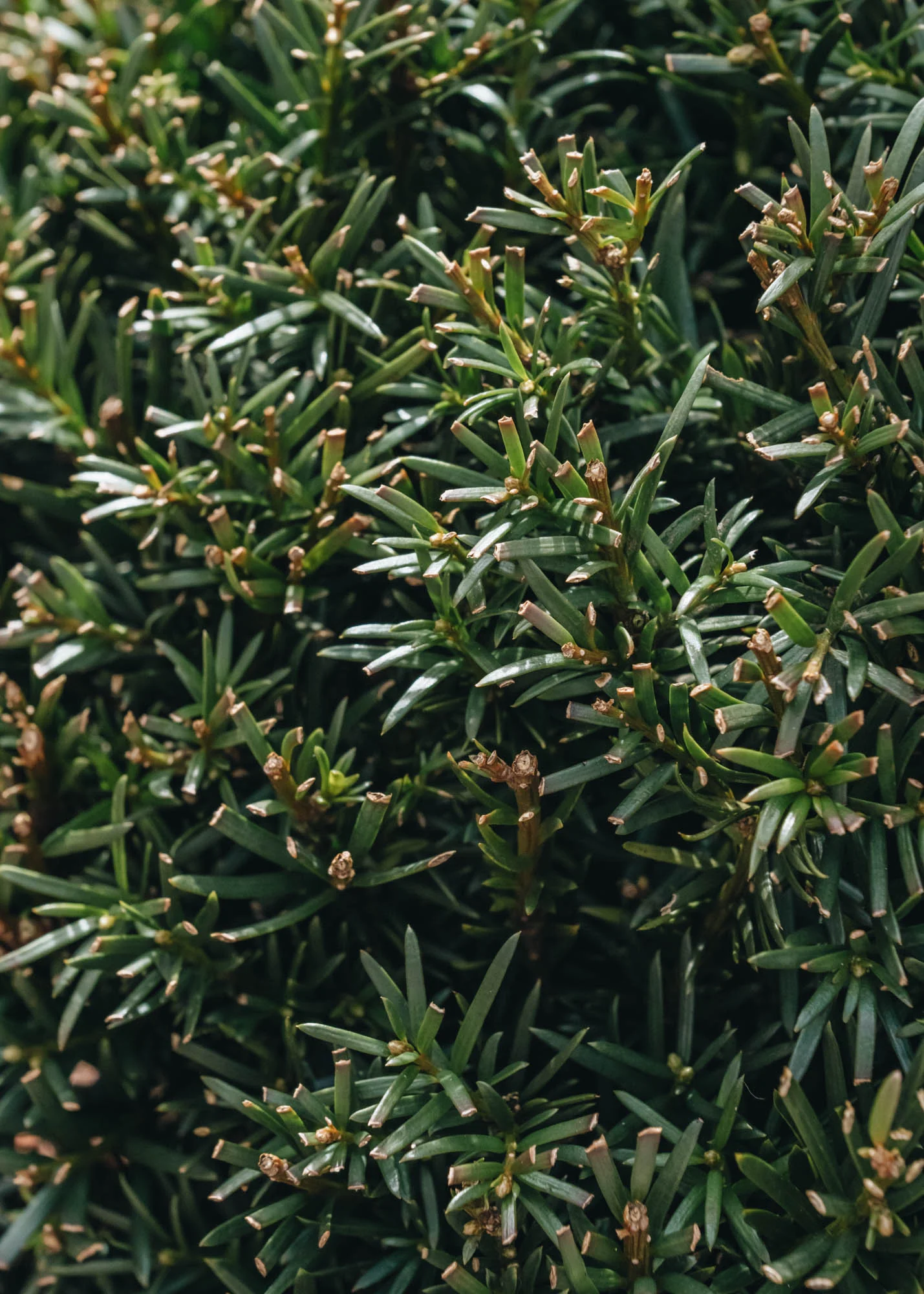 Taxus Baccata, 3L