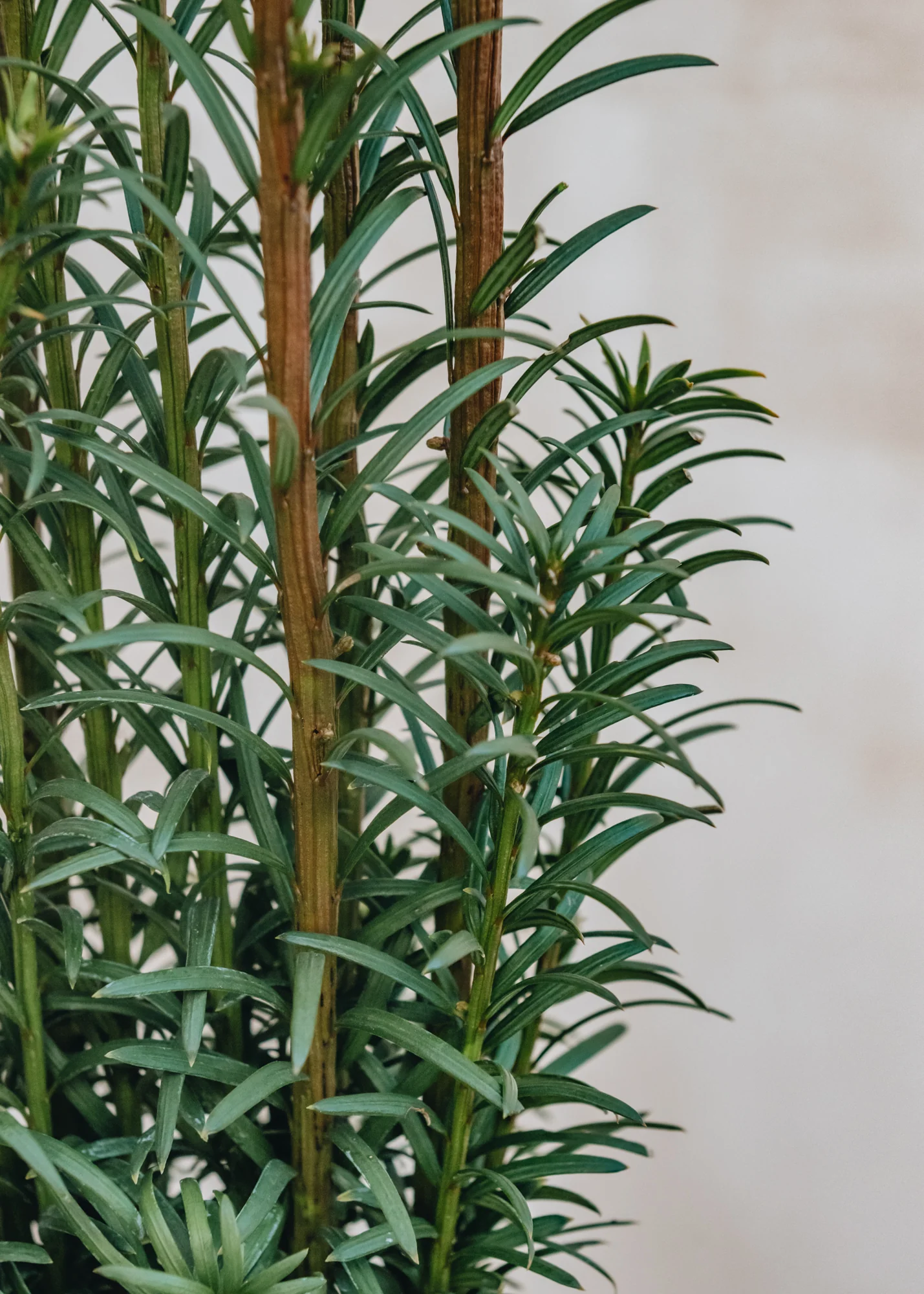Taxus baccata fastigiata, 7.5L - Image 2
