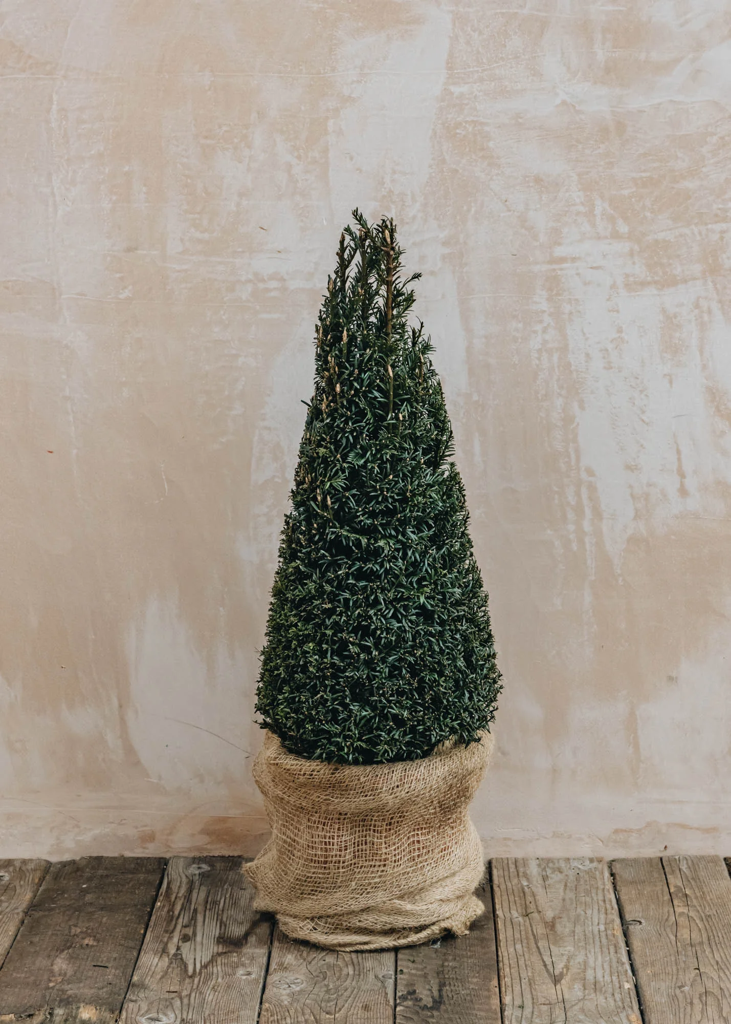 Taxus Baccata Clipped Pyramid 22cm, 5L