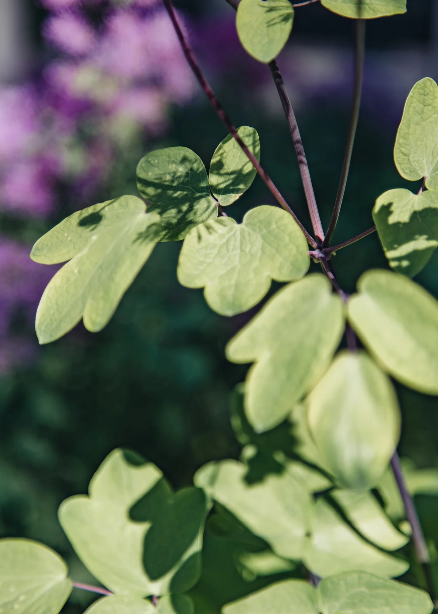 Thalictrum 'Black Stockings', 3L - Image 2