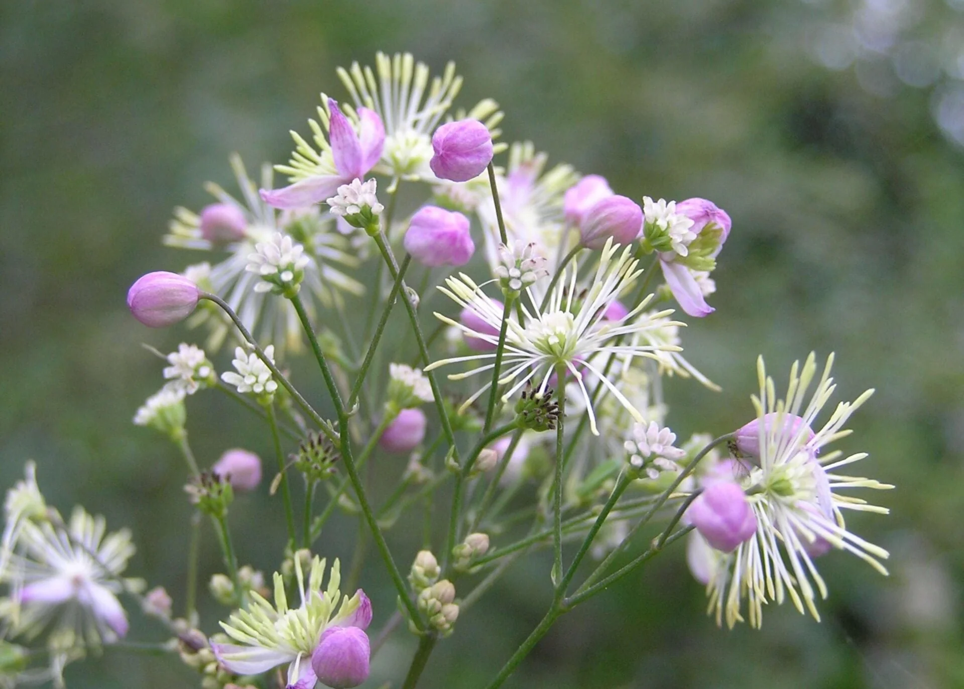 Thalictrum delavayi ‘Elin’, 3L