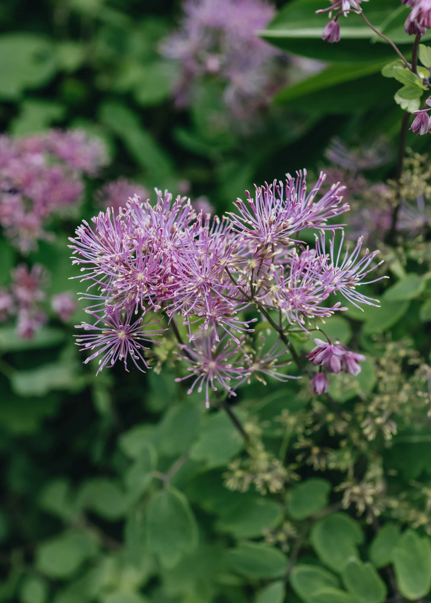 Thalictrum aquilegiifolium 'Thundercloud'