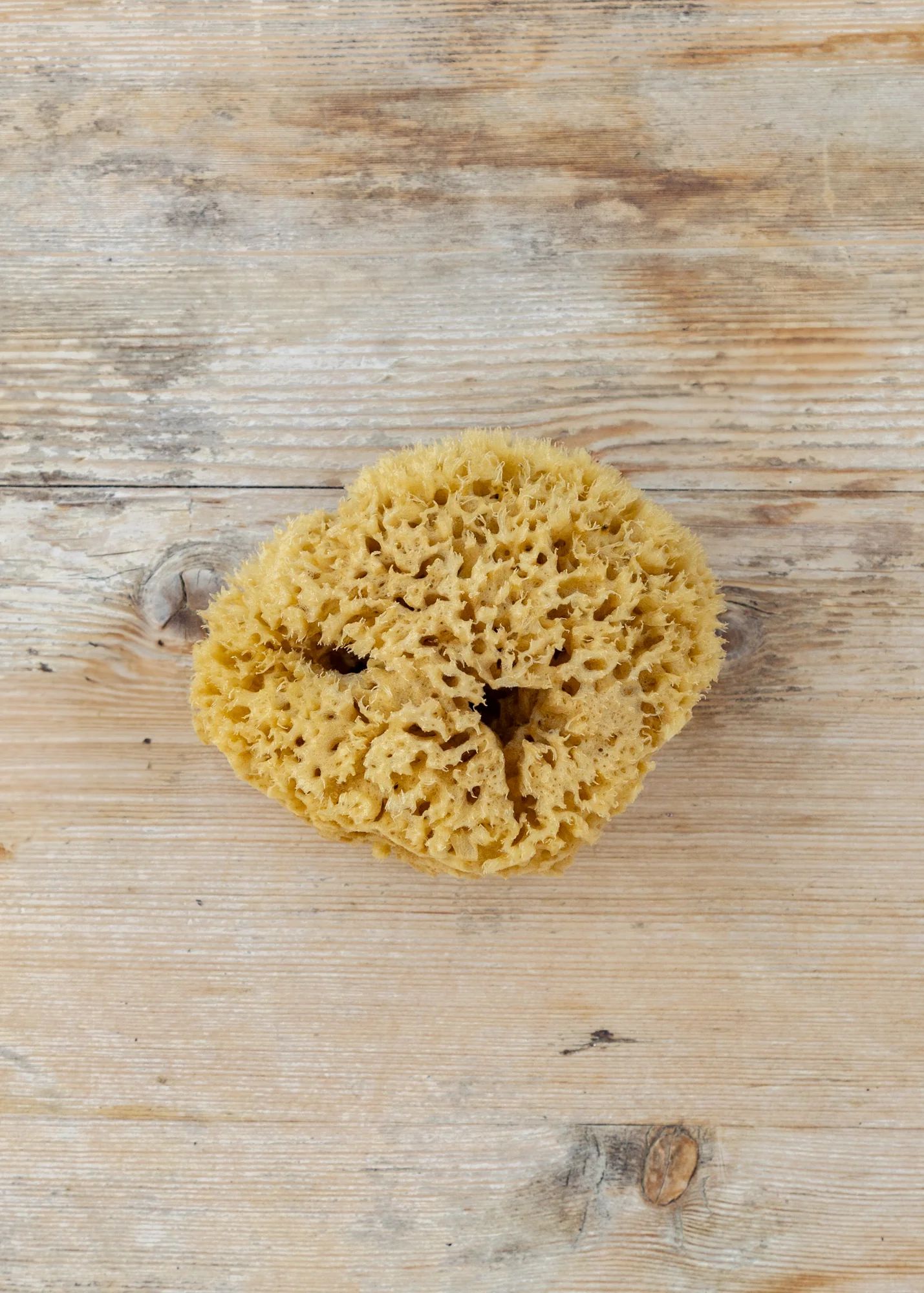 Honeycomb Bath Sea Sponge, 4.5-5"