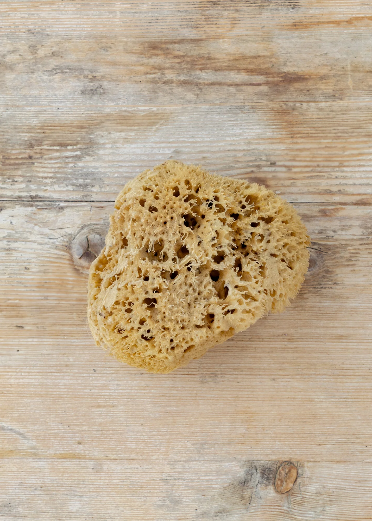 Honeycomb Bath Sea Sponge, 5-5.5"