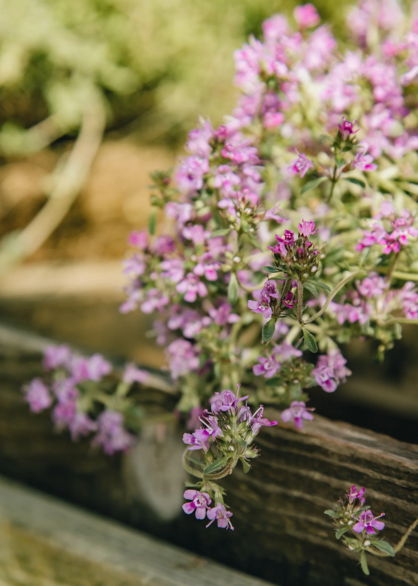 Thyme 'Red Carpet', 1L - Image 2
