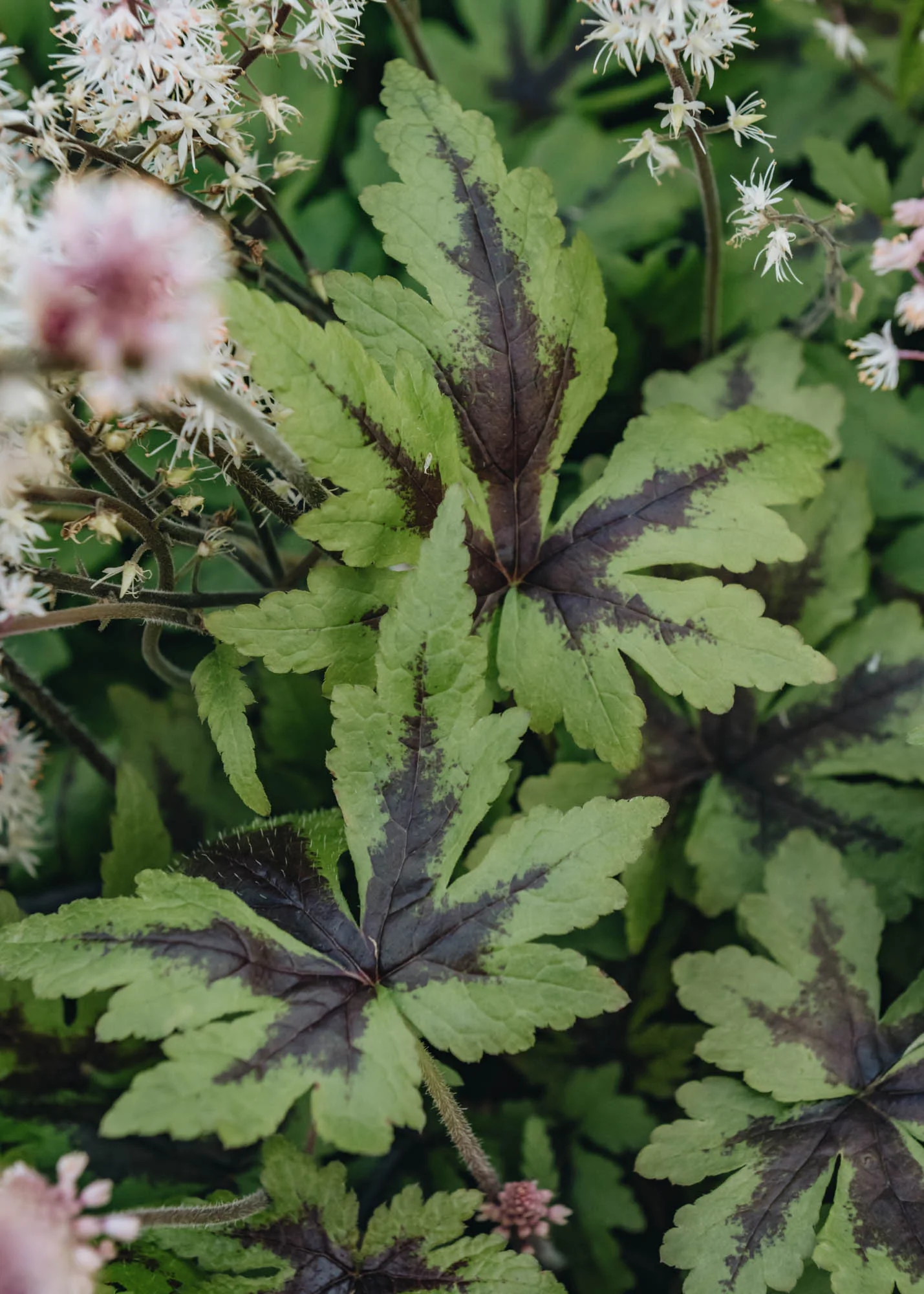 Tiarella Sugar and Spice, 2/3L - Image 2