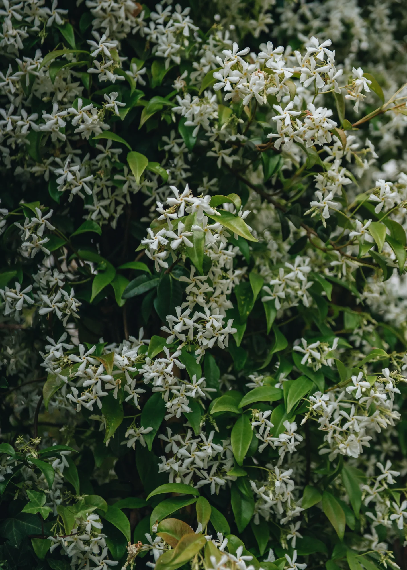 Trachelospermum jasminoides, 3L