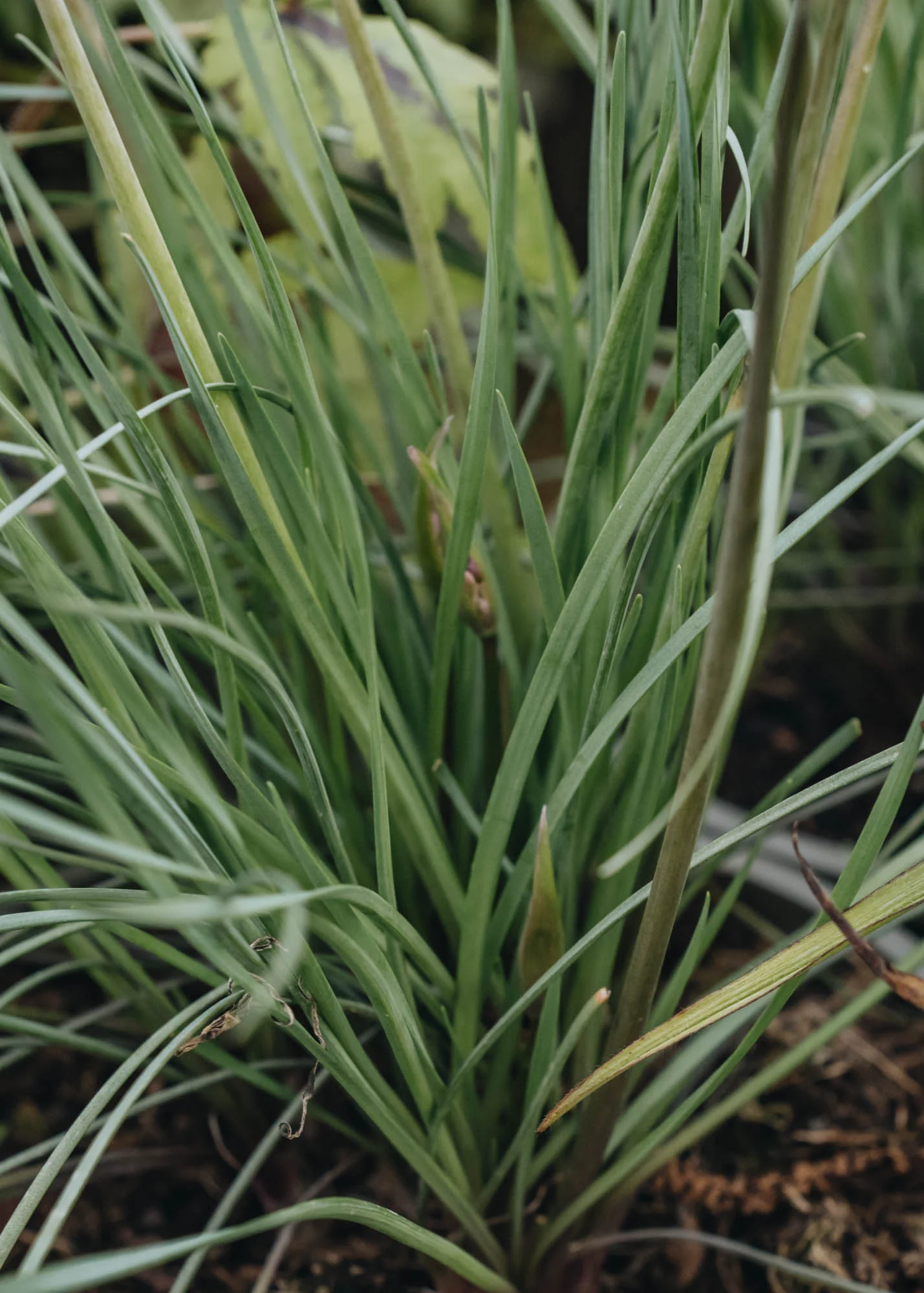 Tulbaghia 'Purple Eye', 2/3L - Image 2