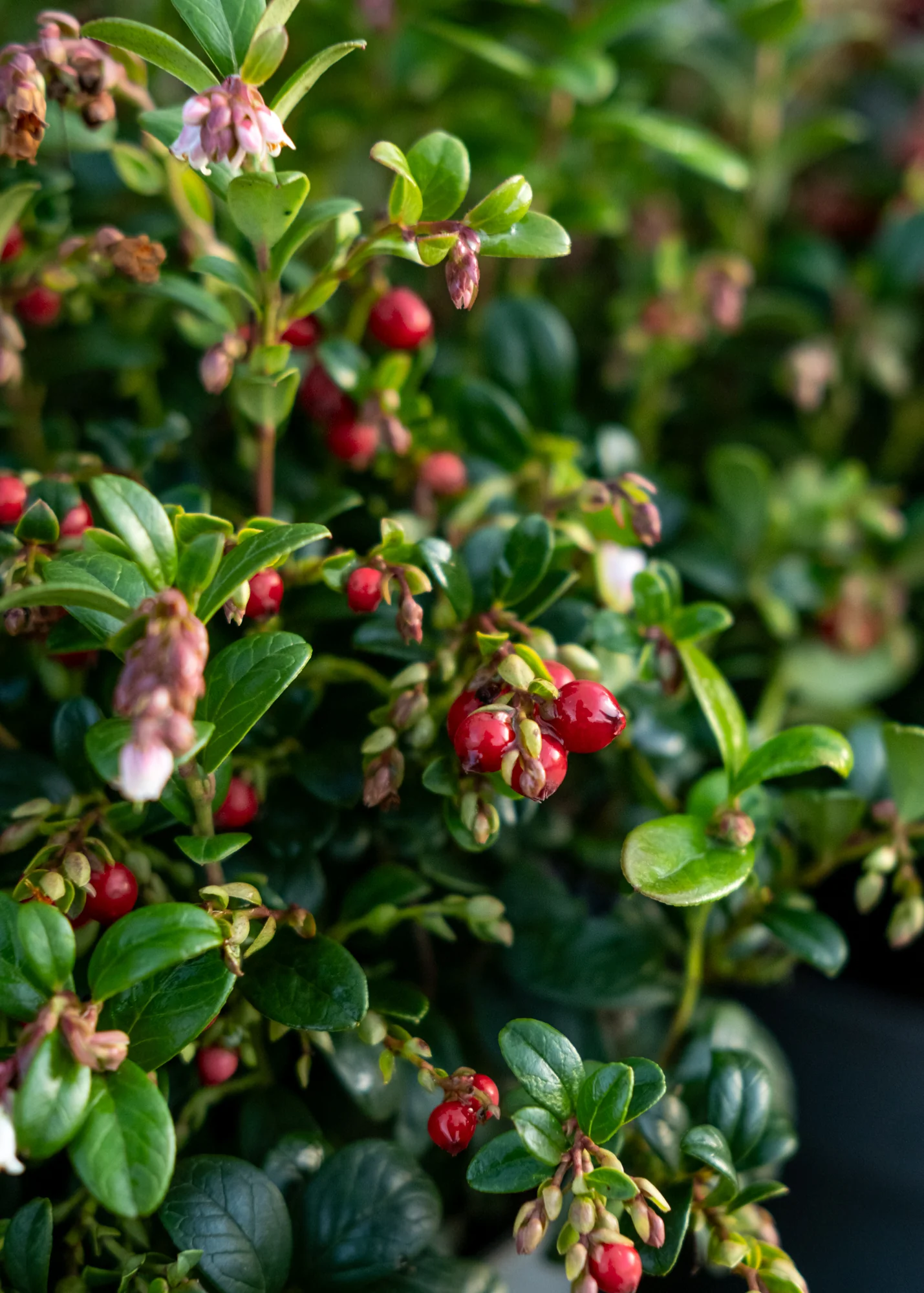 Vaccinium vitis Idaea 'Fireball Red', 2/3L