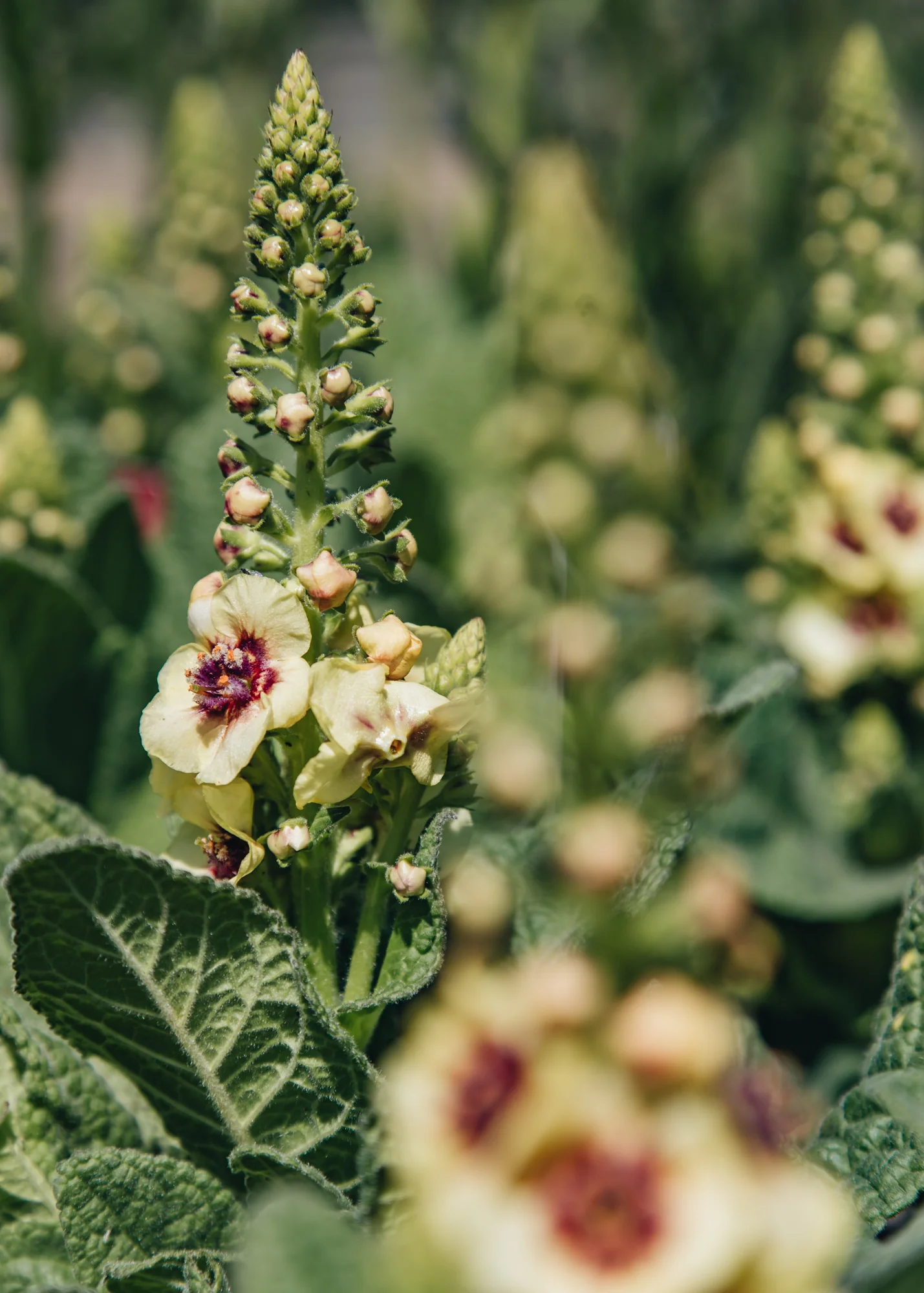 Verbascum Dark Eyes, 2/3L - Image 2