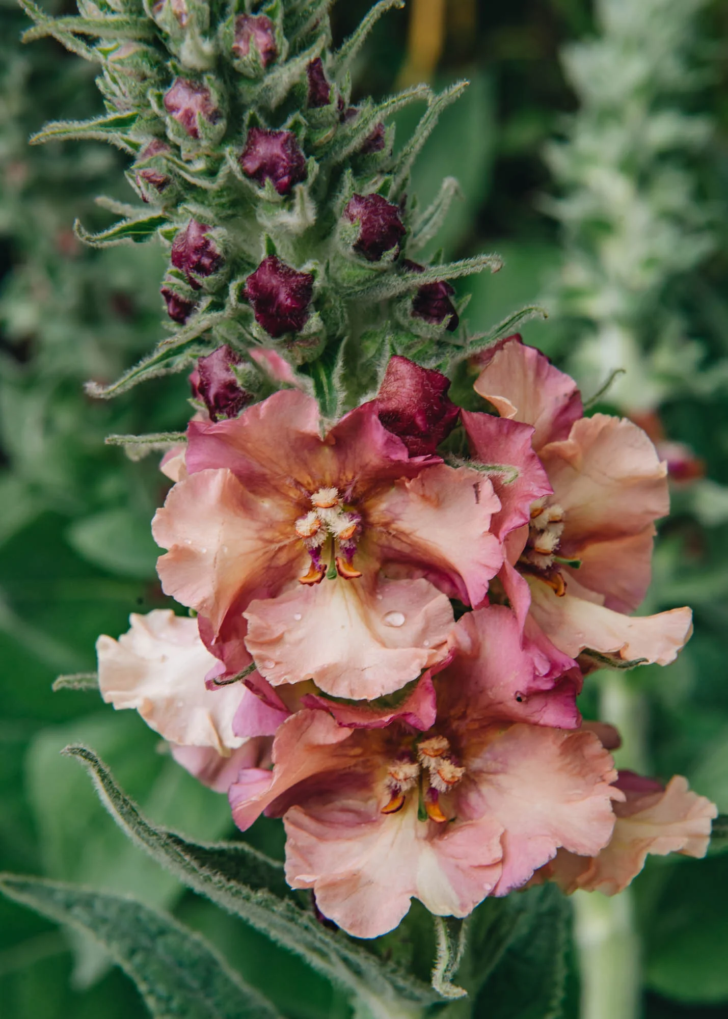 Verbascum ‘Pink Petticoats’, 3L - Image 2