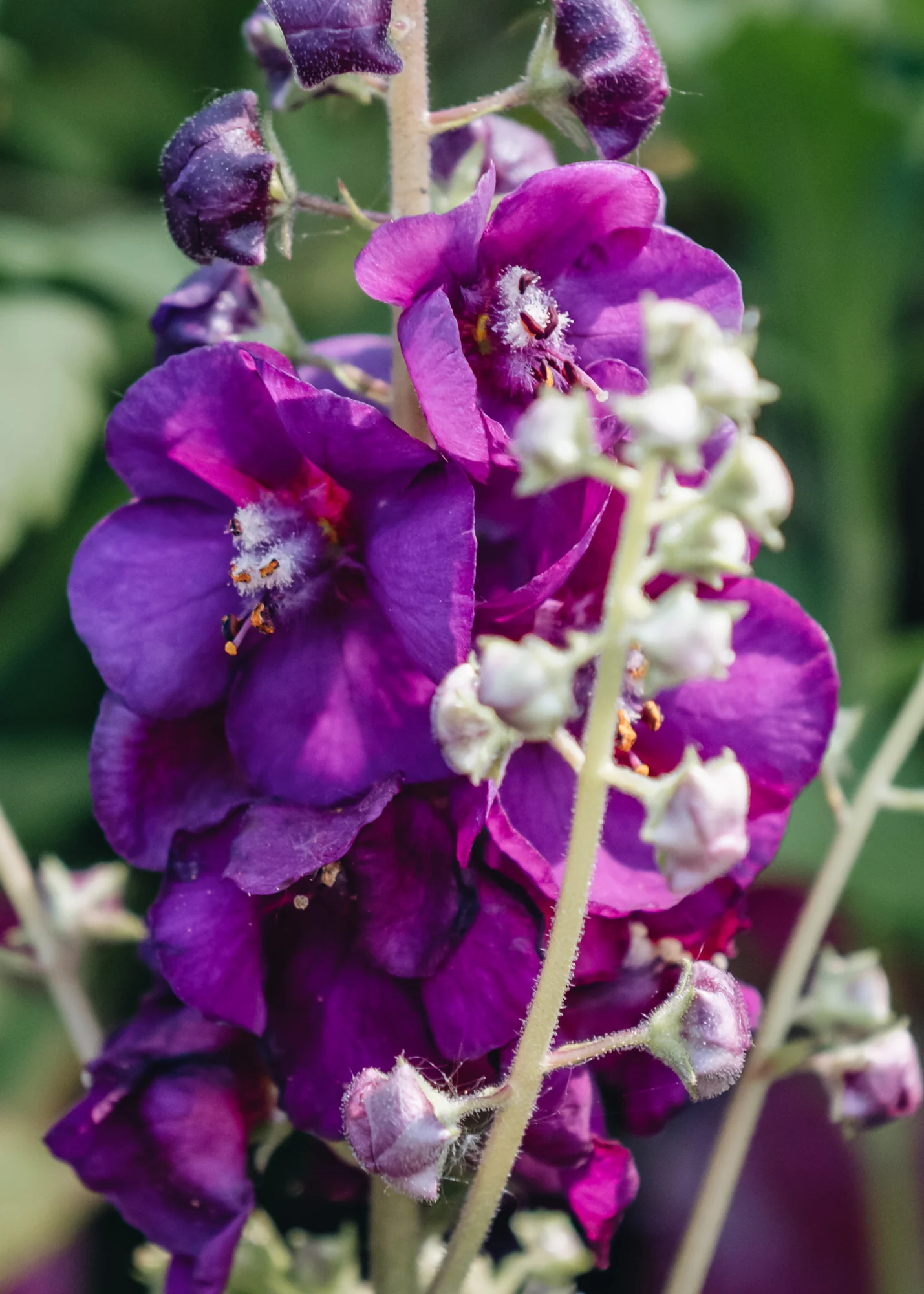 Verbascum Royalty, 2L - Image 2