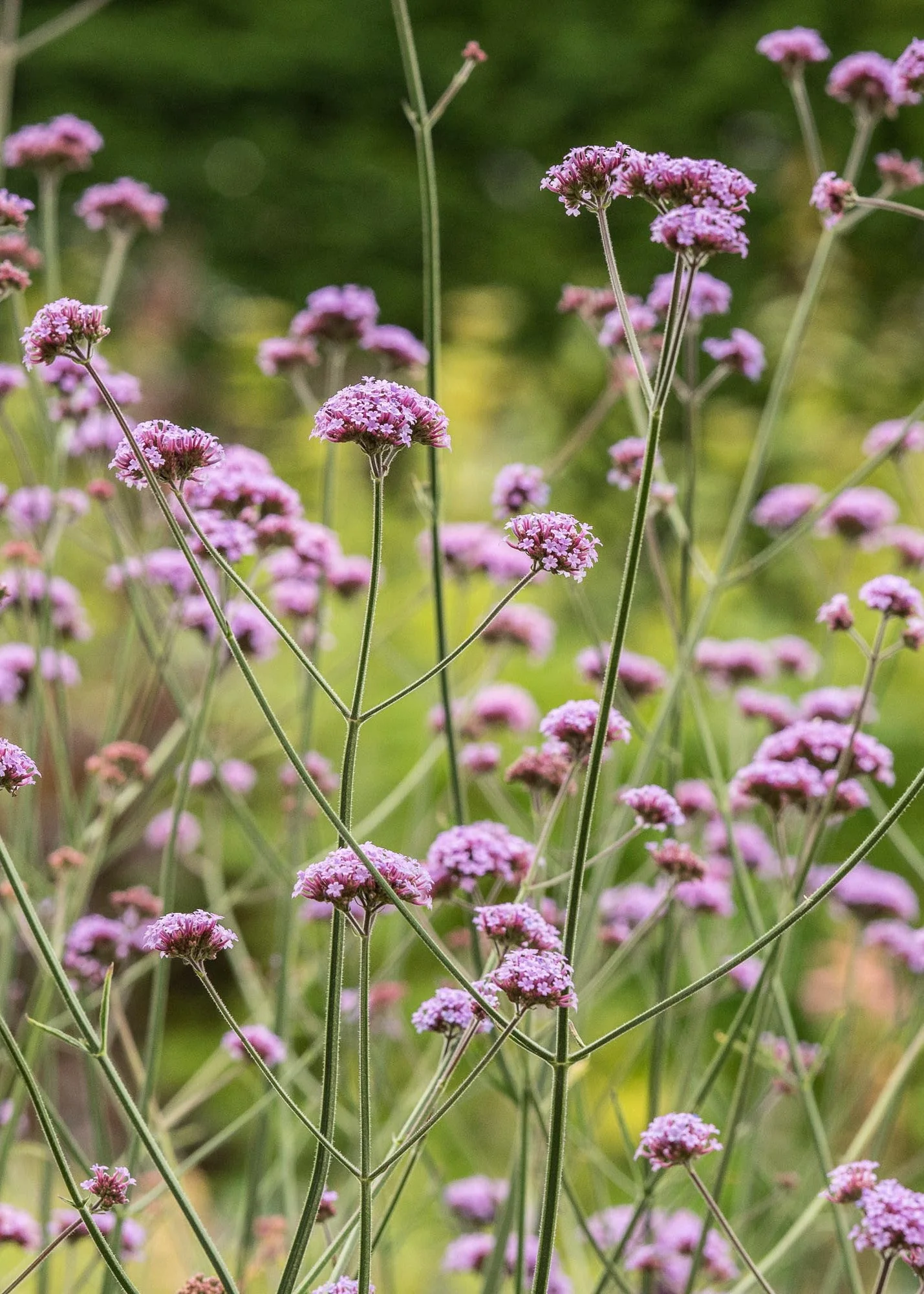 Verbena bonariensis AGM, 2/3L