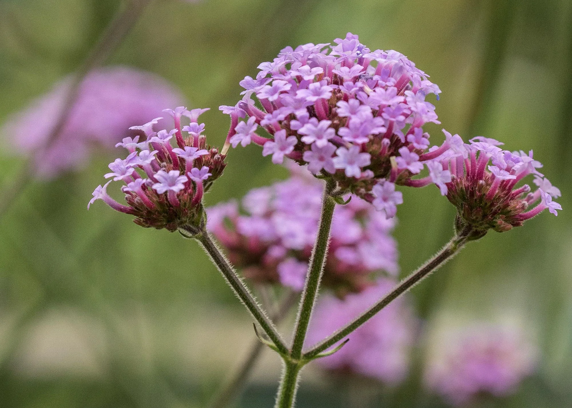 Verbena bonariensis AGM, 2/3L - Image 2