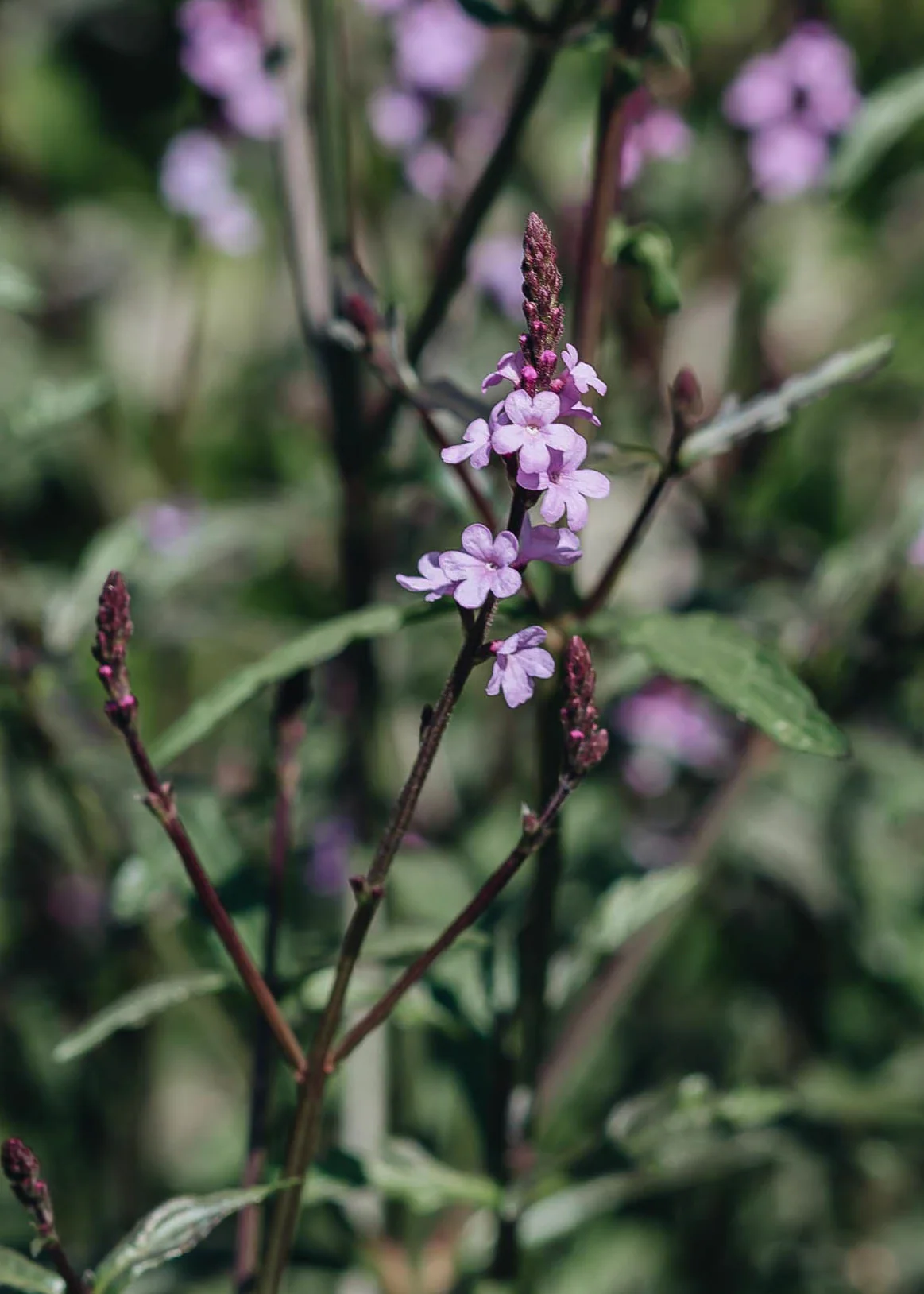 Verbena grandiflora 'Bampton', 2/3L - Image 3