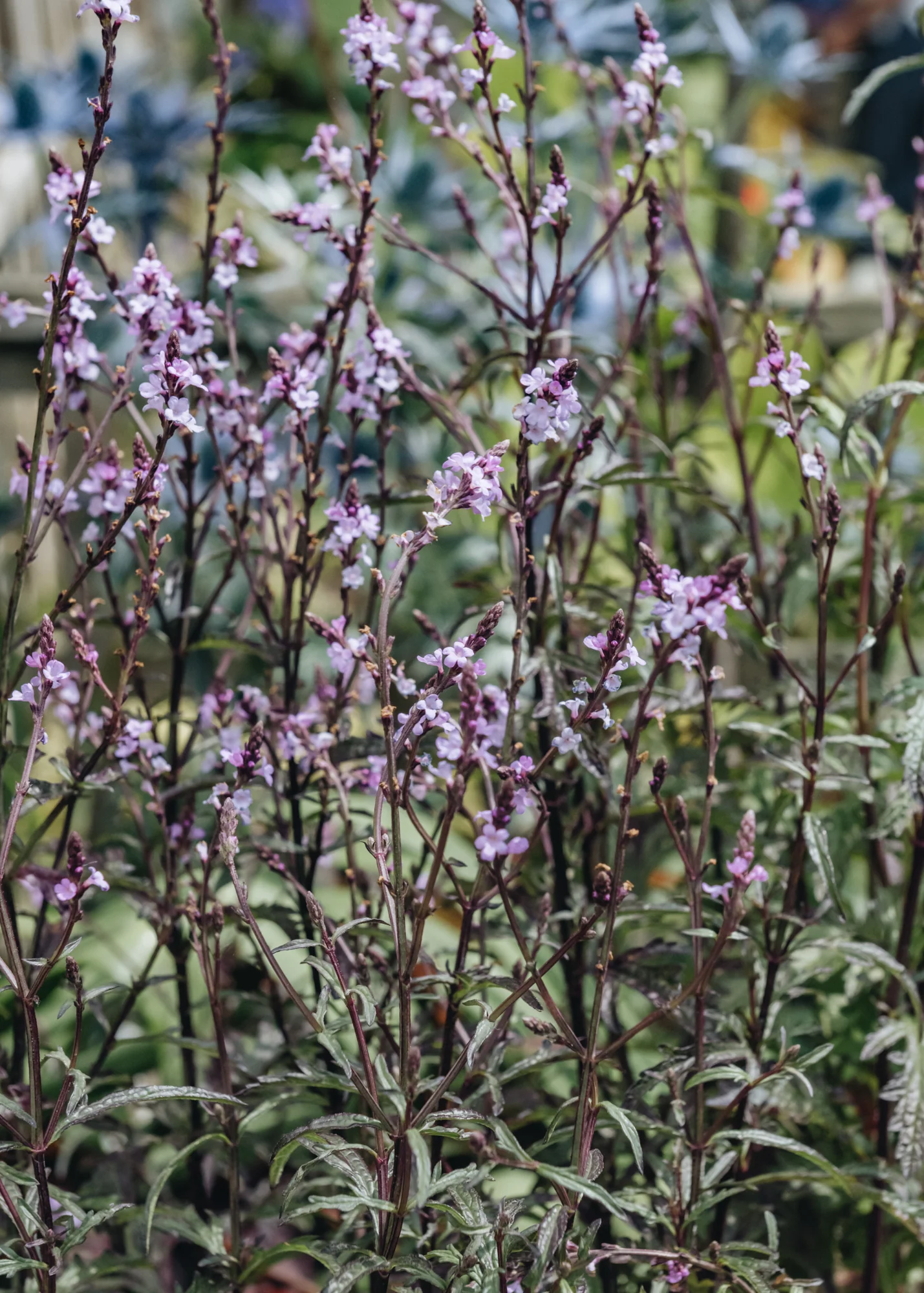 Verbena grandiflora 'Bampton', 2/3L - Image 2