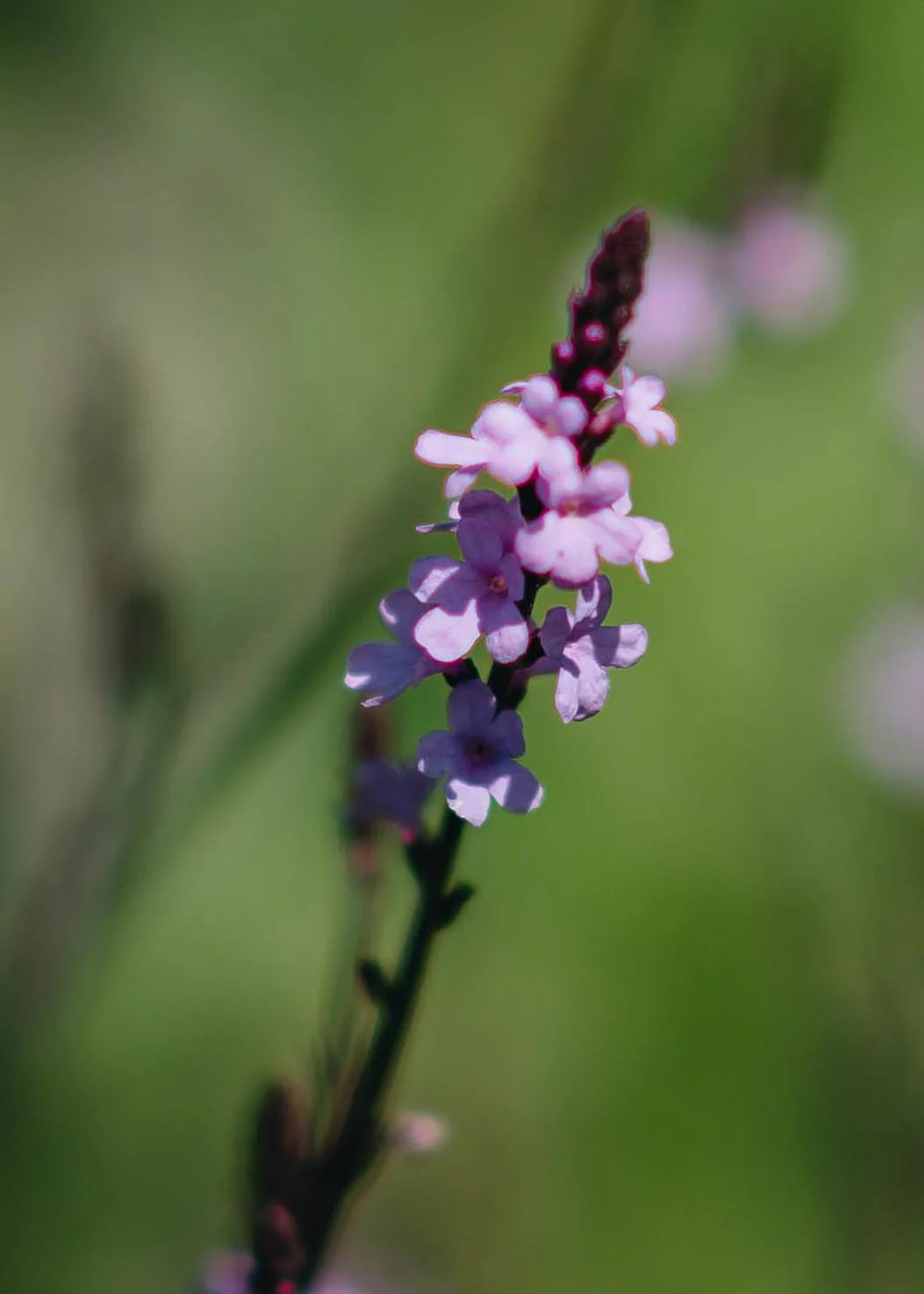 Verbena officinalis var. grandiflora 'Bampton', 3L - Image 2