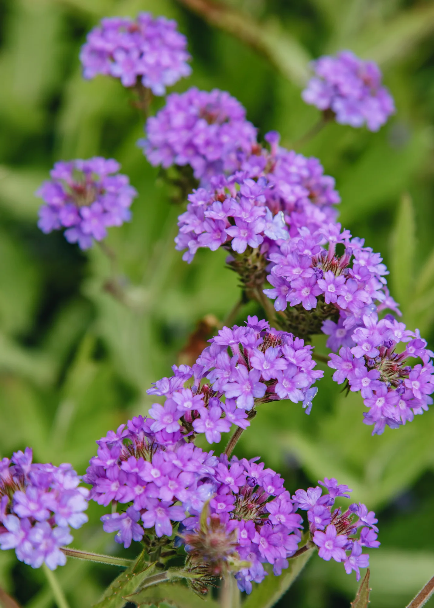 Verbena 'Rigida Santos', 2/3L
