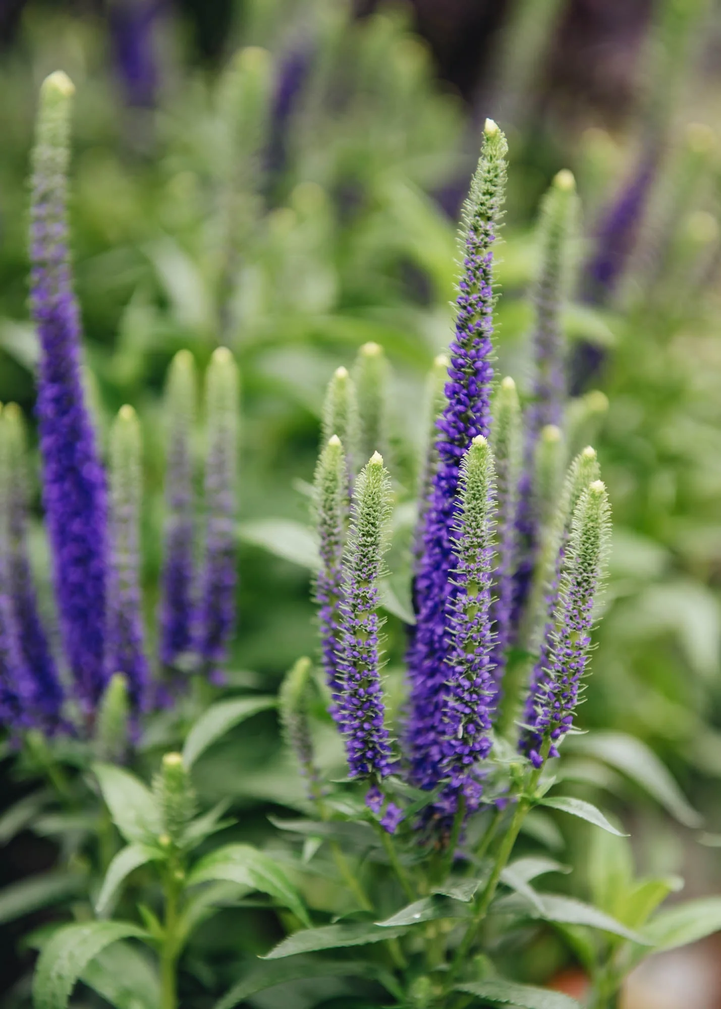 Veronica Ulster Blue Dwarf, 2L