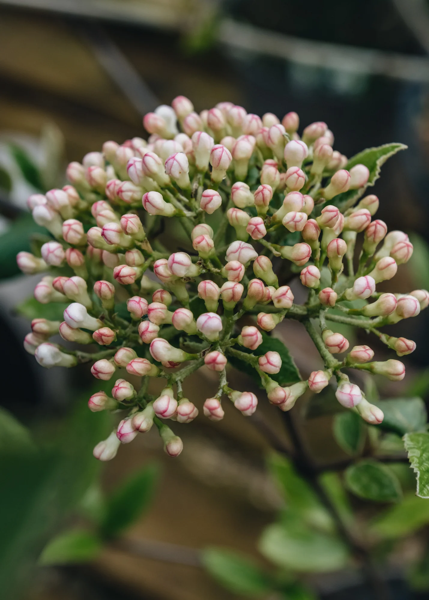 Viburnum burkwoodii, 3L - Image 2