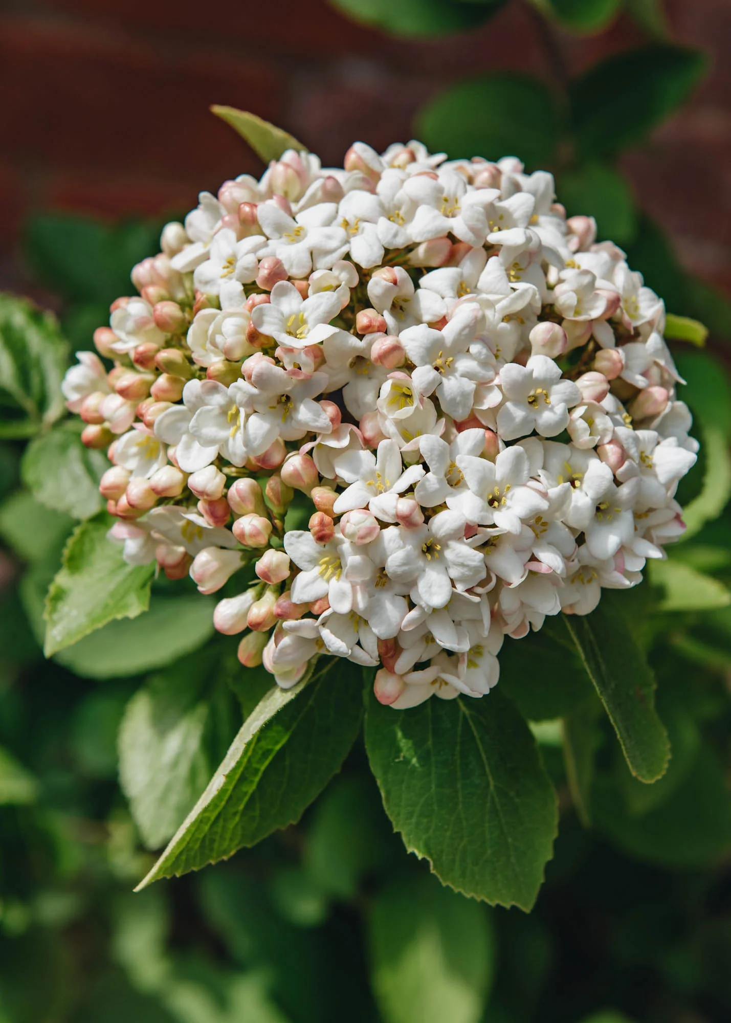 Viburnum Carlcephalum AGM, 3L