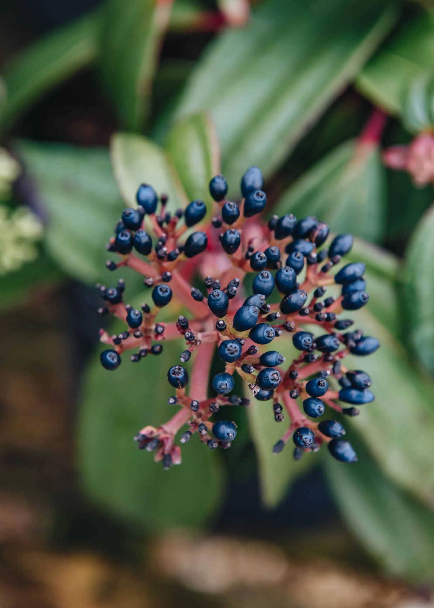 Viburnum Davidii Yin, 3L