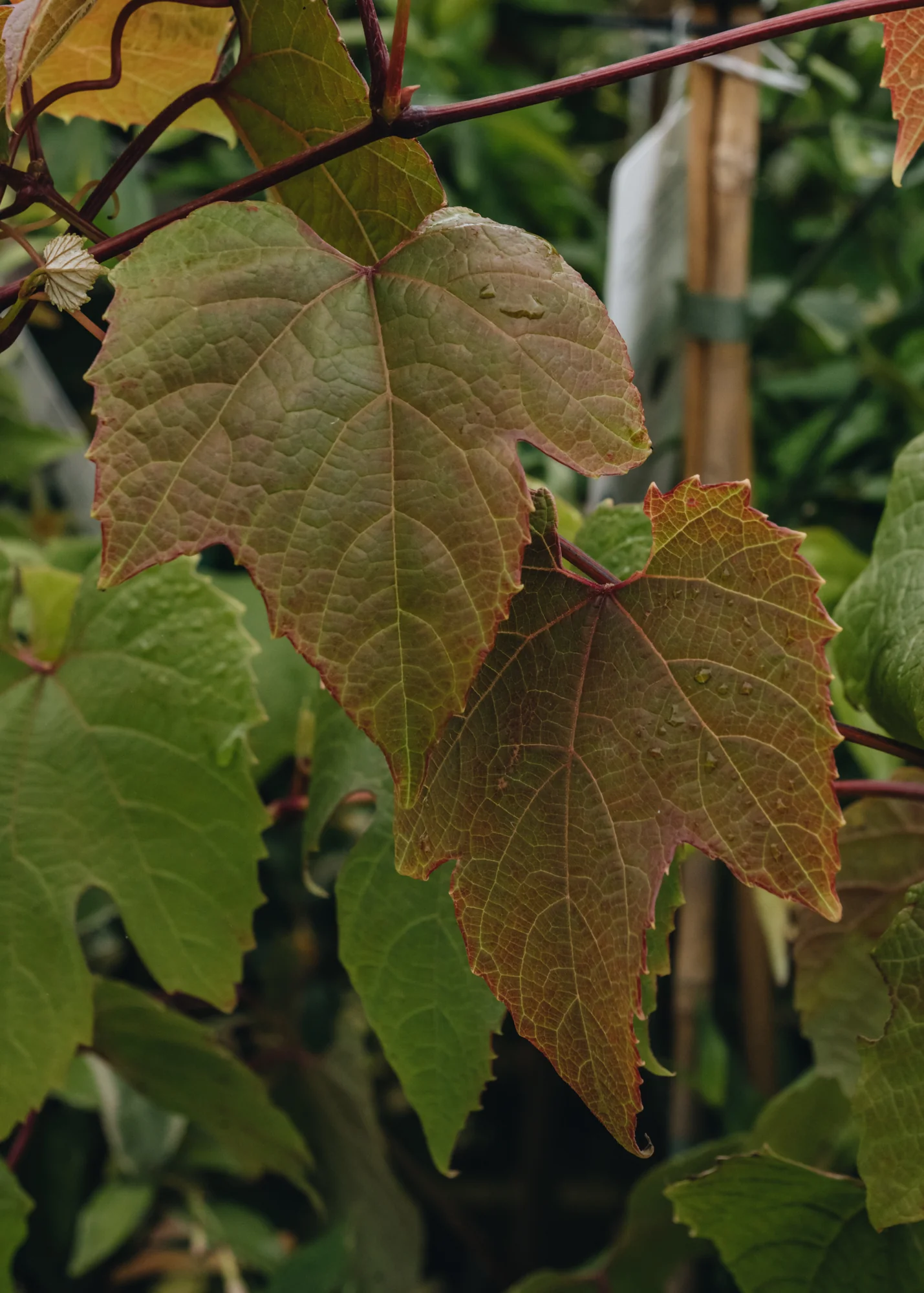 Vitis Coignetiae Claret Cloak, 3L