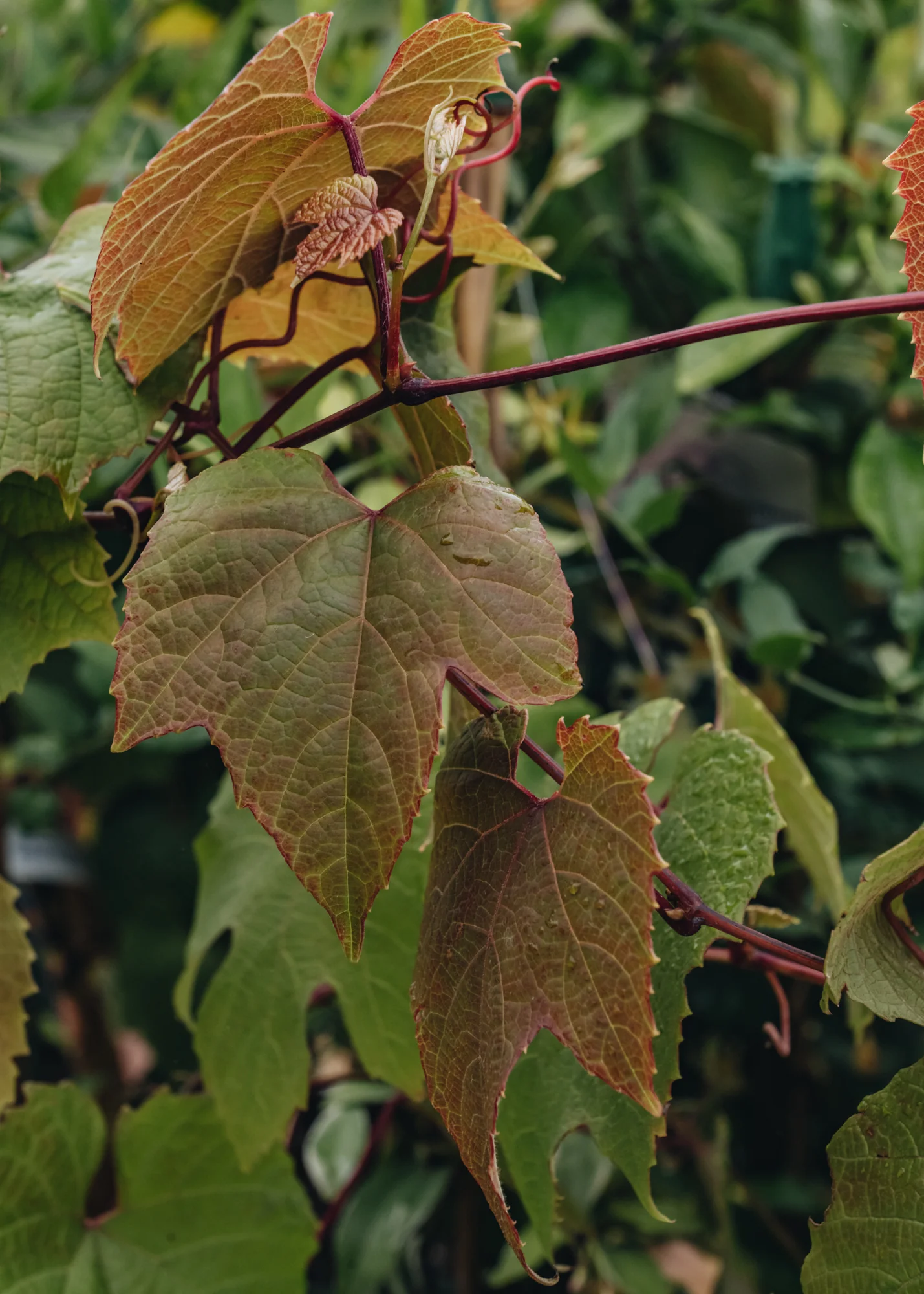 Vitis Coignetiae Claret Cloak, 3L - Image 2