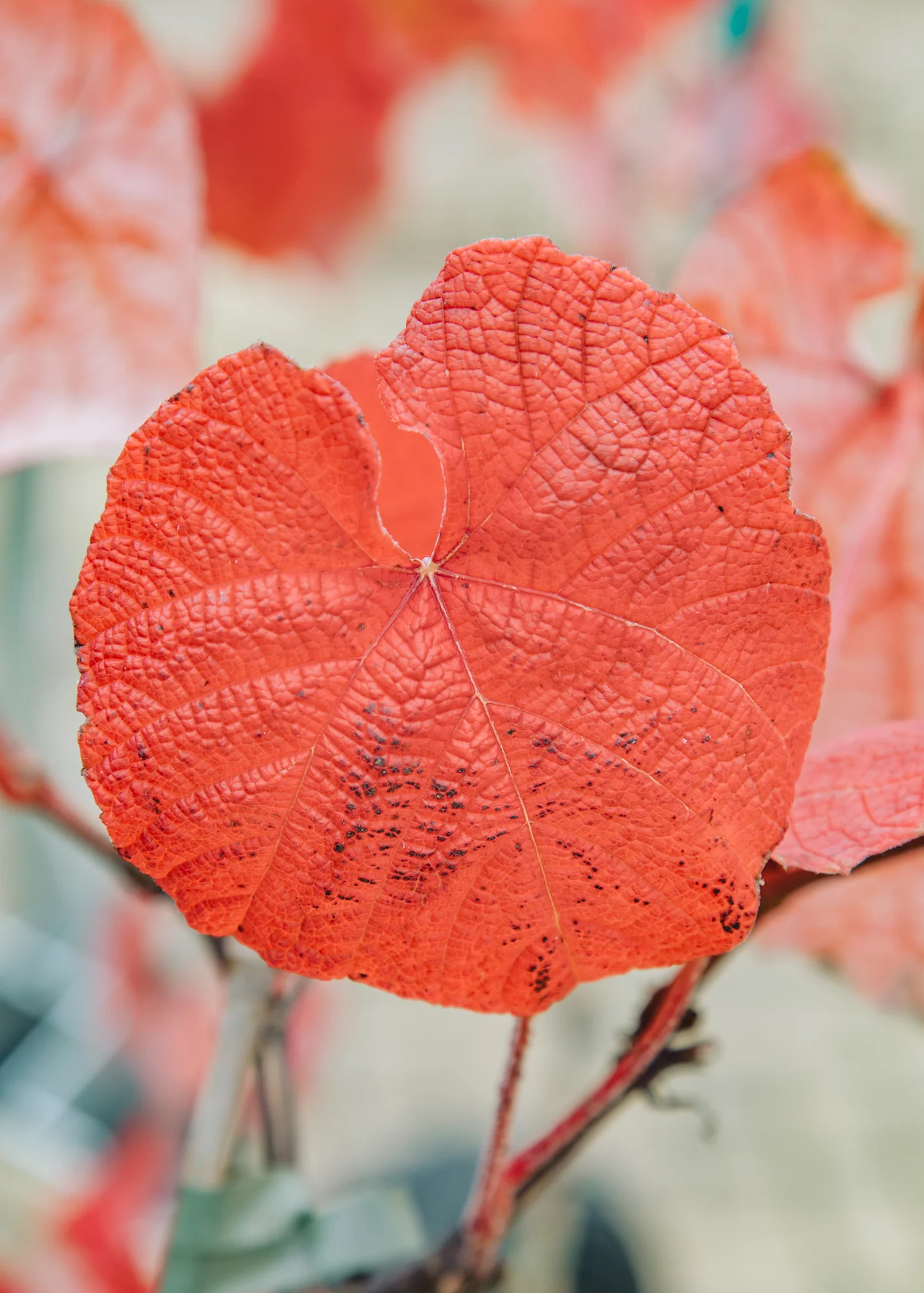 Vitis Coignetiae Claret Cloak, 3L - Image 3