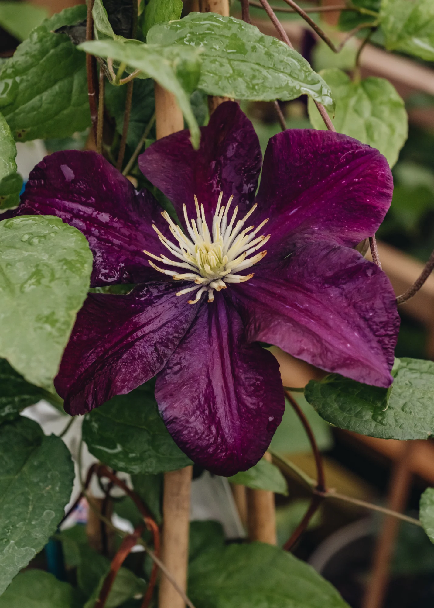 Clematis Warszawska Nike, 3L
