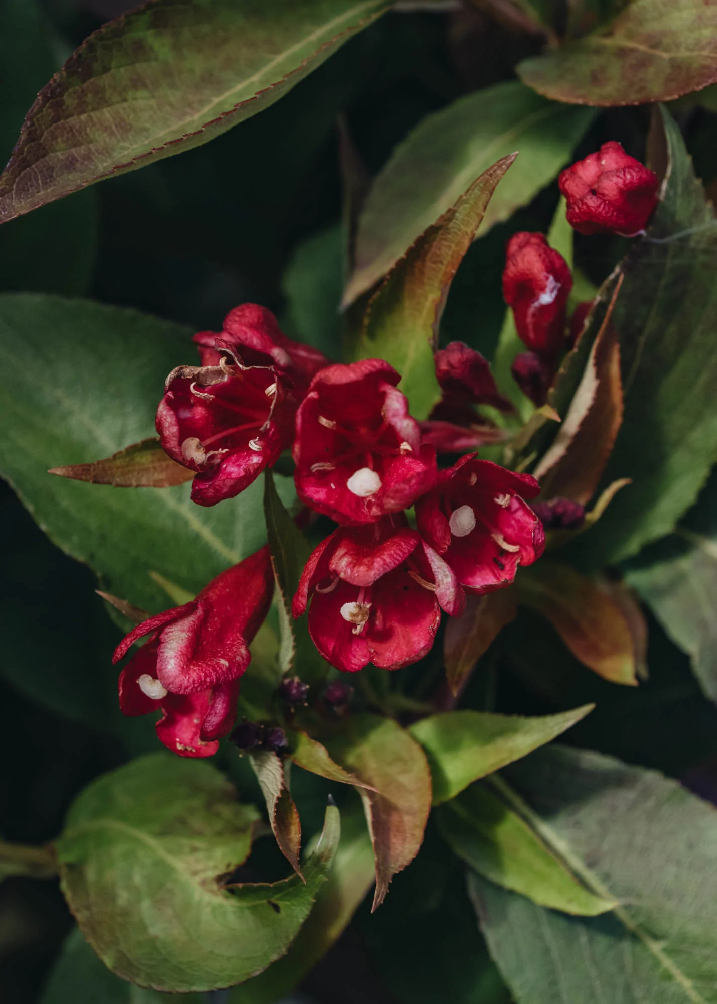 Weigela All Summer Red, 3L