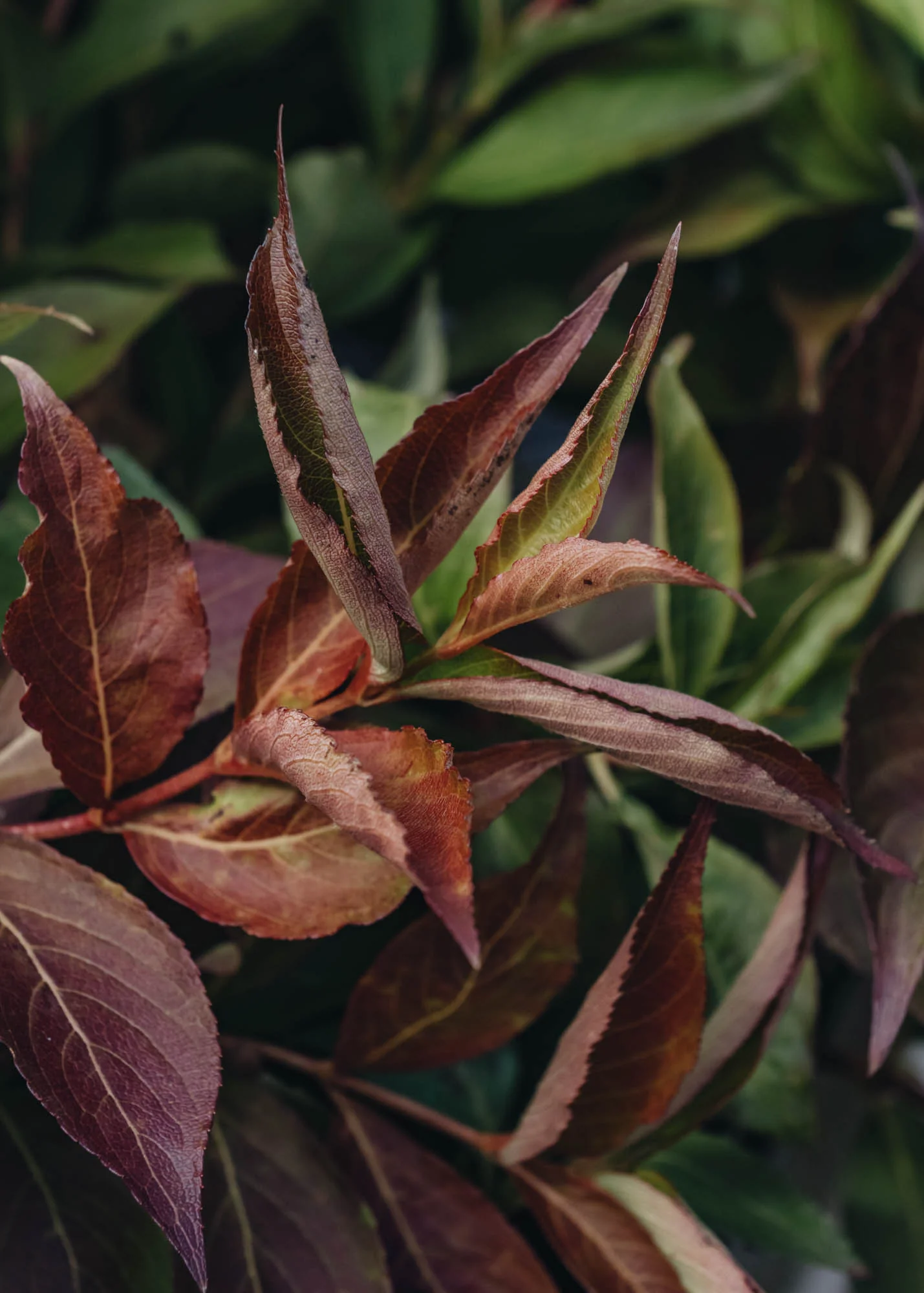 Weigela All Summer Red, 3L - Image 2