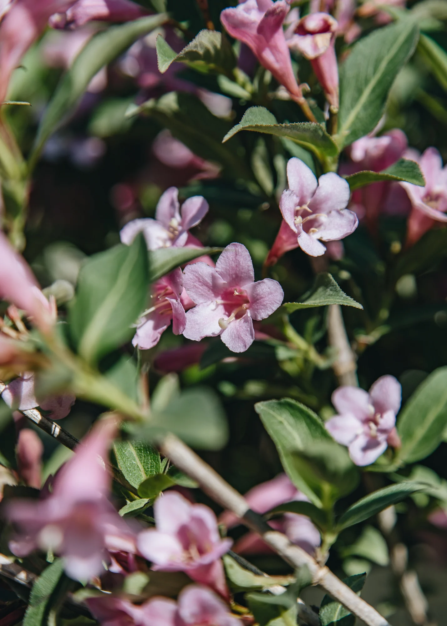 Weigela Pink Poppet, 3L