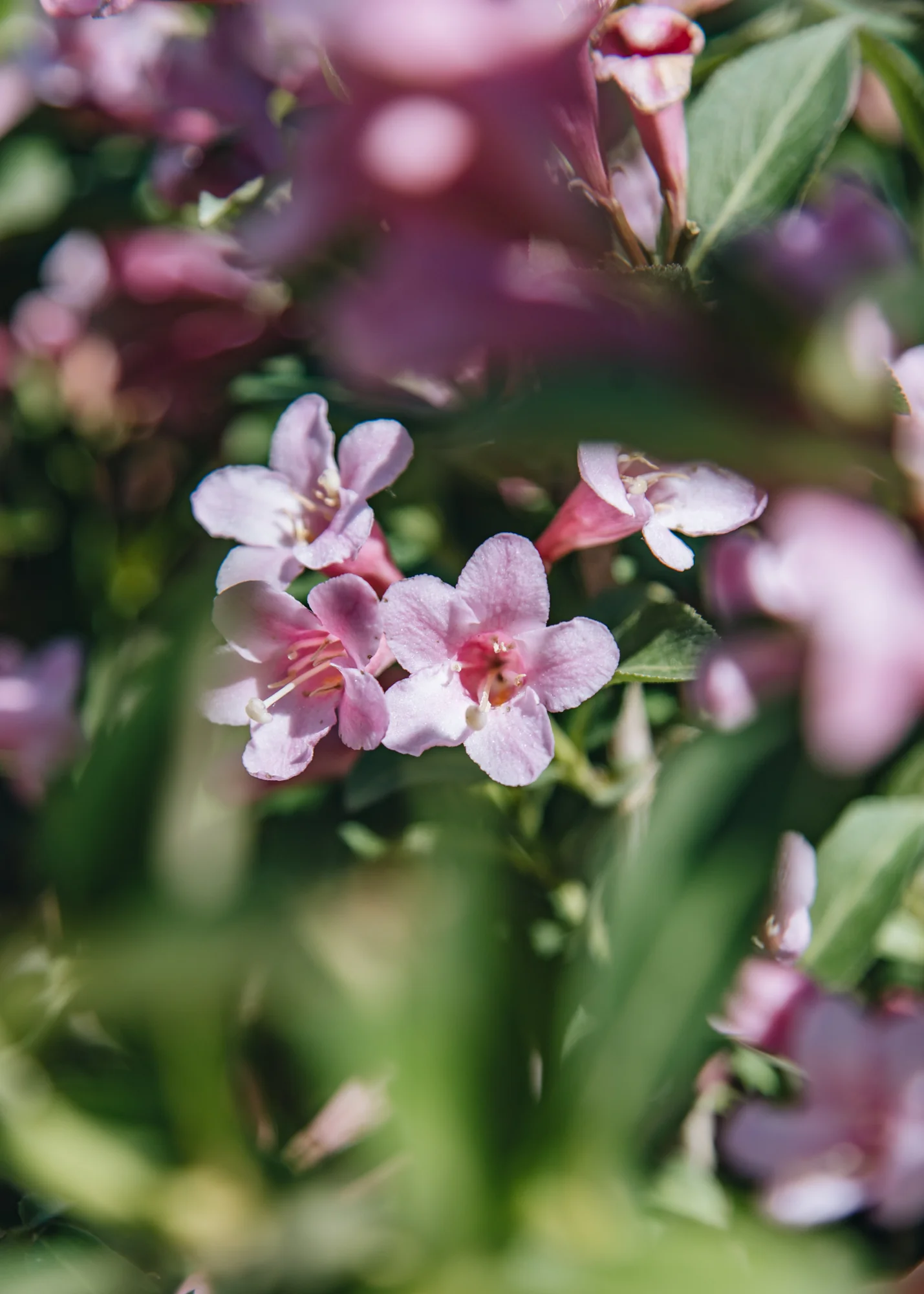 Weigela Pink Poppet, 3L - Image 2