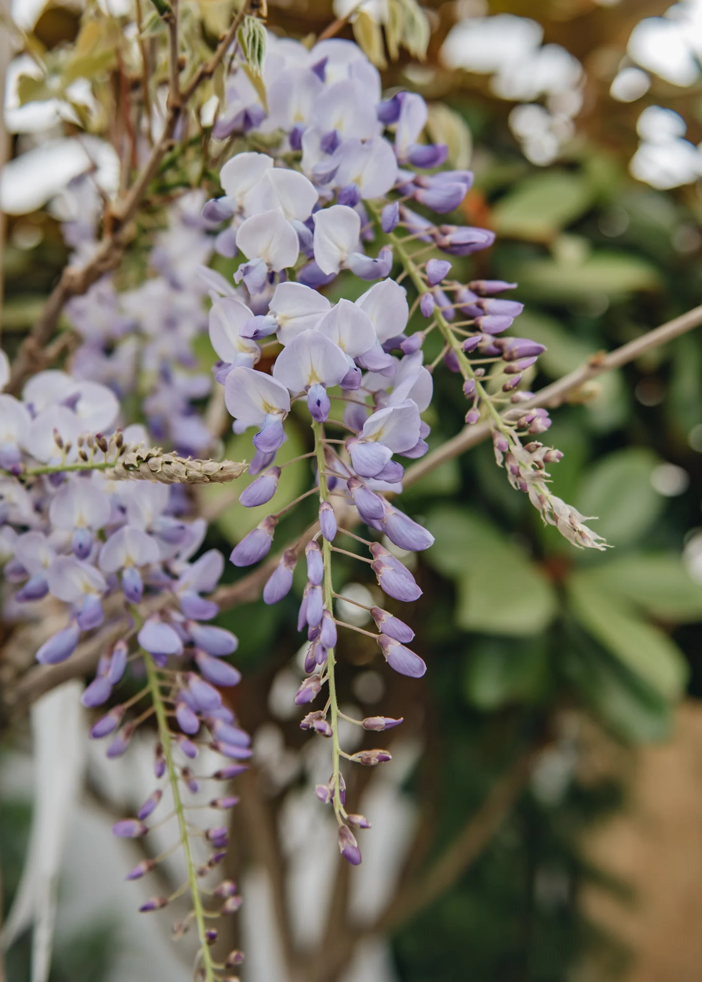 Wisteria sinensis, 10L