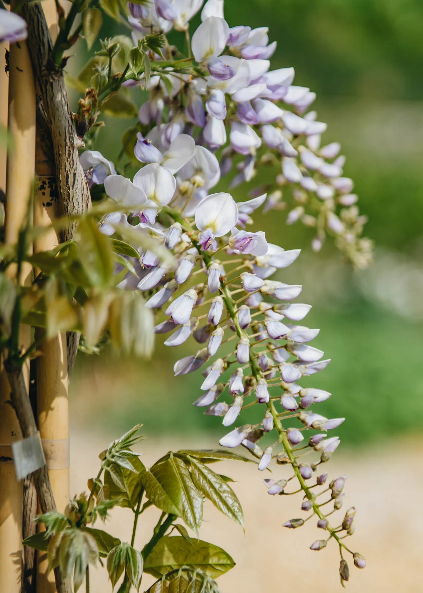 Wisteria sinensis, 10L - Image 2