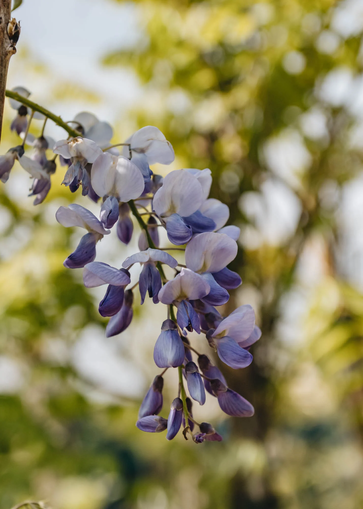 Wisteria sinensis, 4L - Image 2