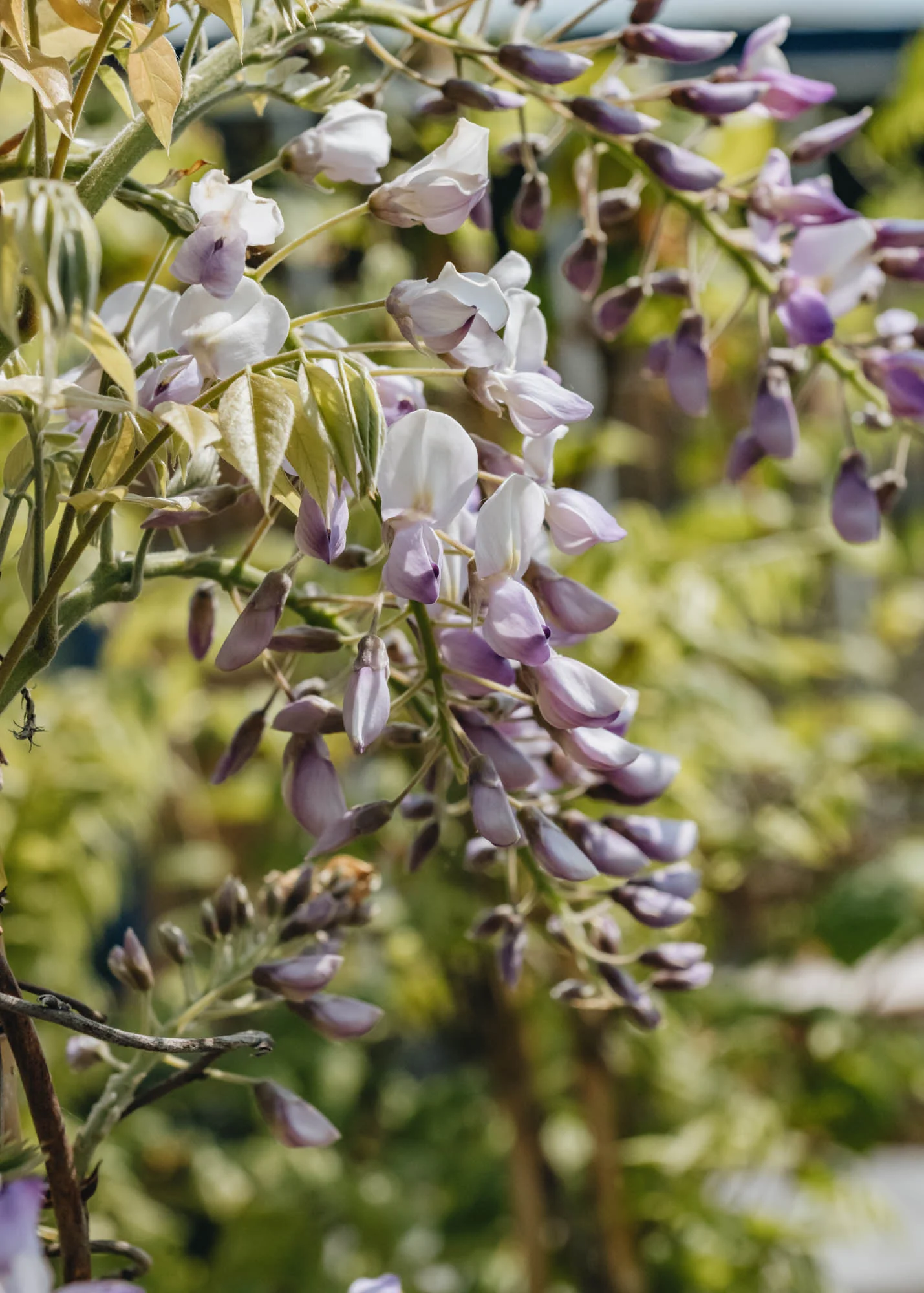 Wisteria x venusta Grande Diva Barbara, 4L