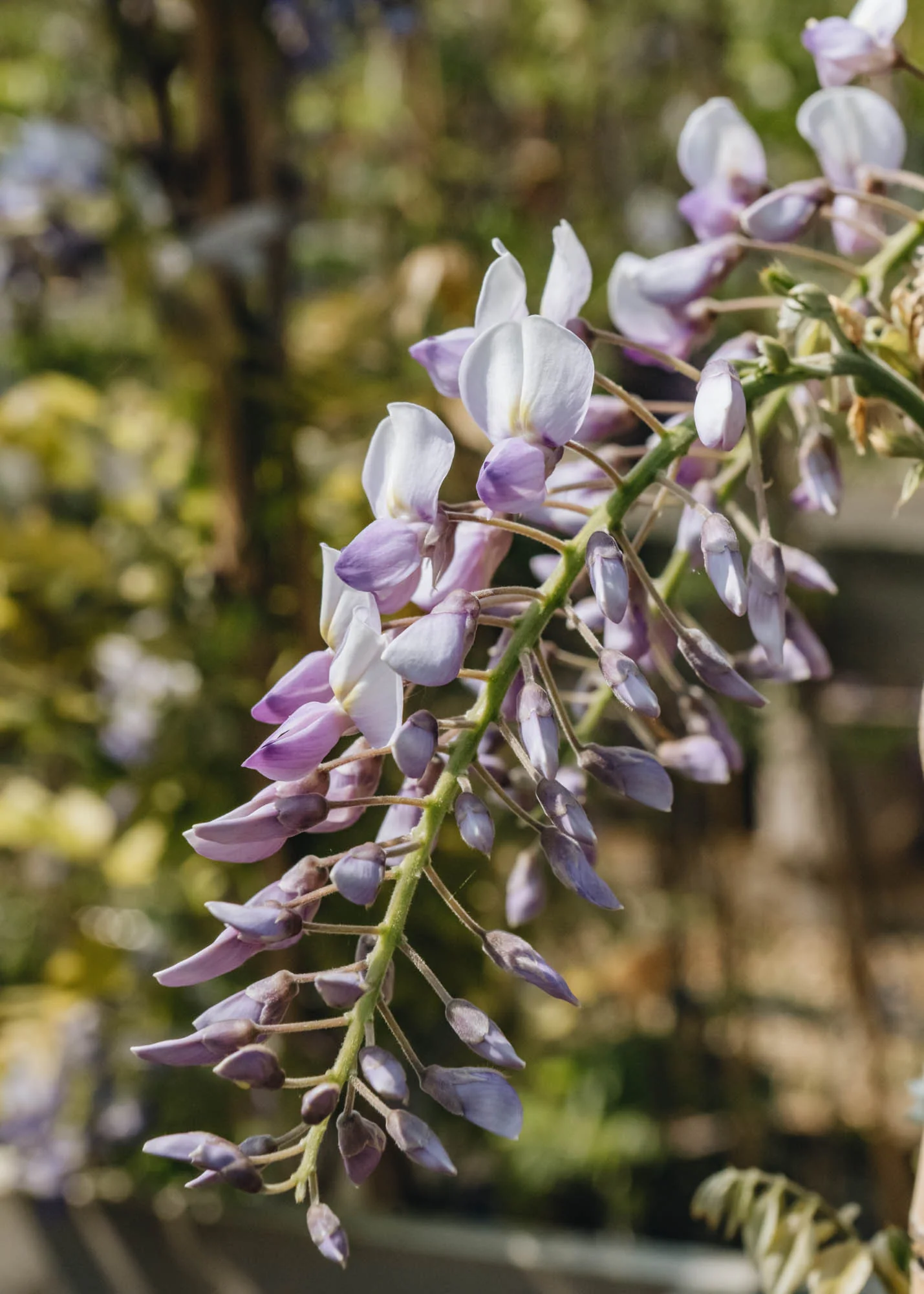 Wisteria x venusta Grande Diva Barbara, 4L - Image 2