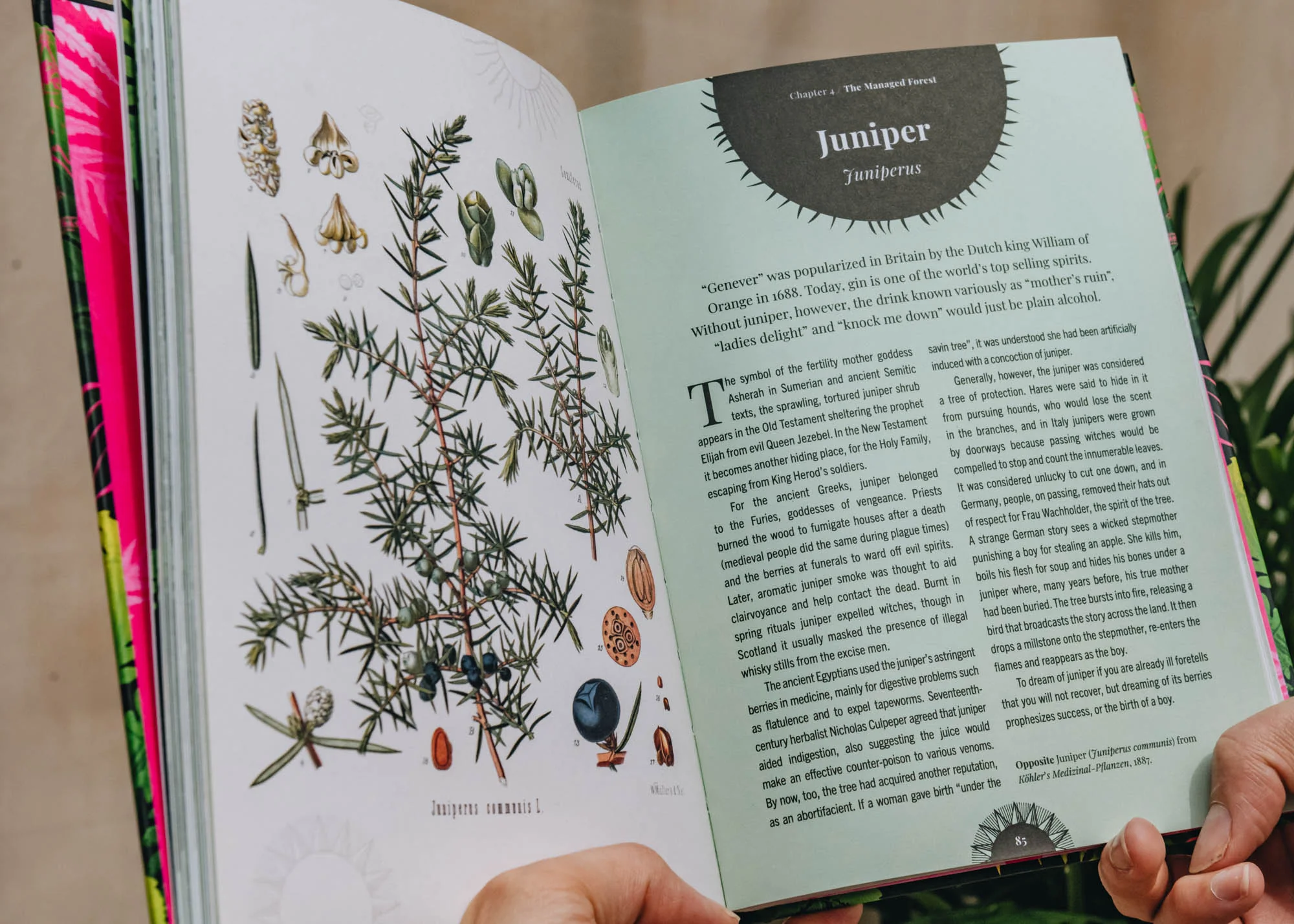 Witch's Forest: Plants in Magic, Folklore and Traditional Remedies - Image 2